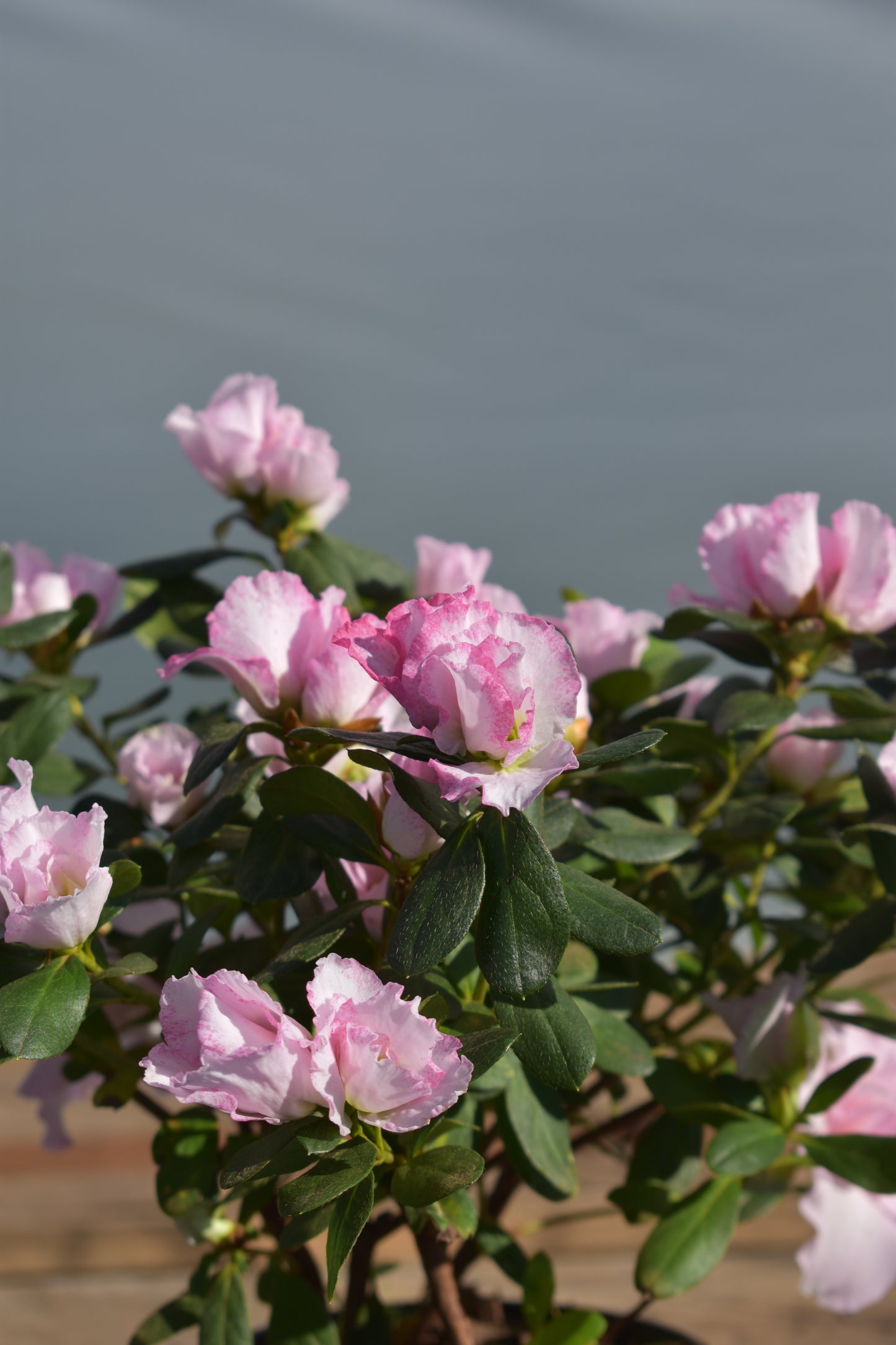 Azalea Floración Radiante Planta