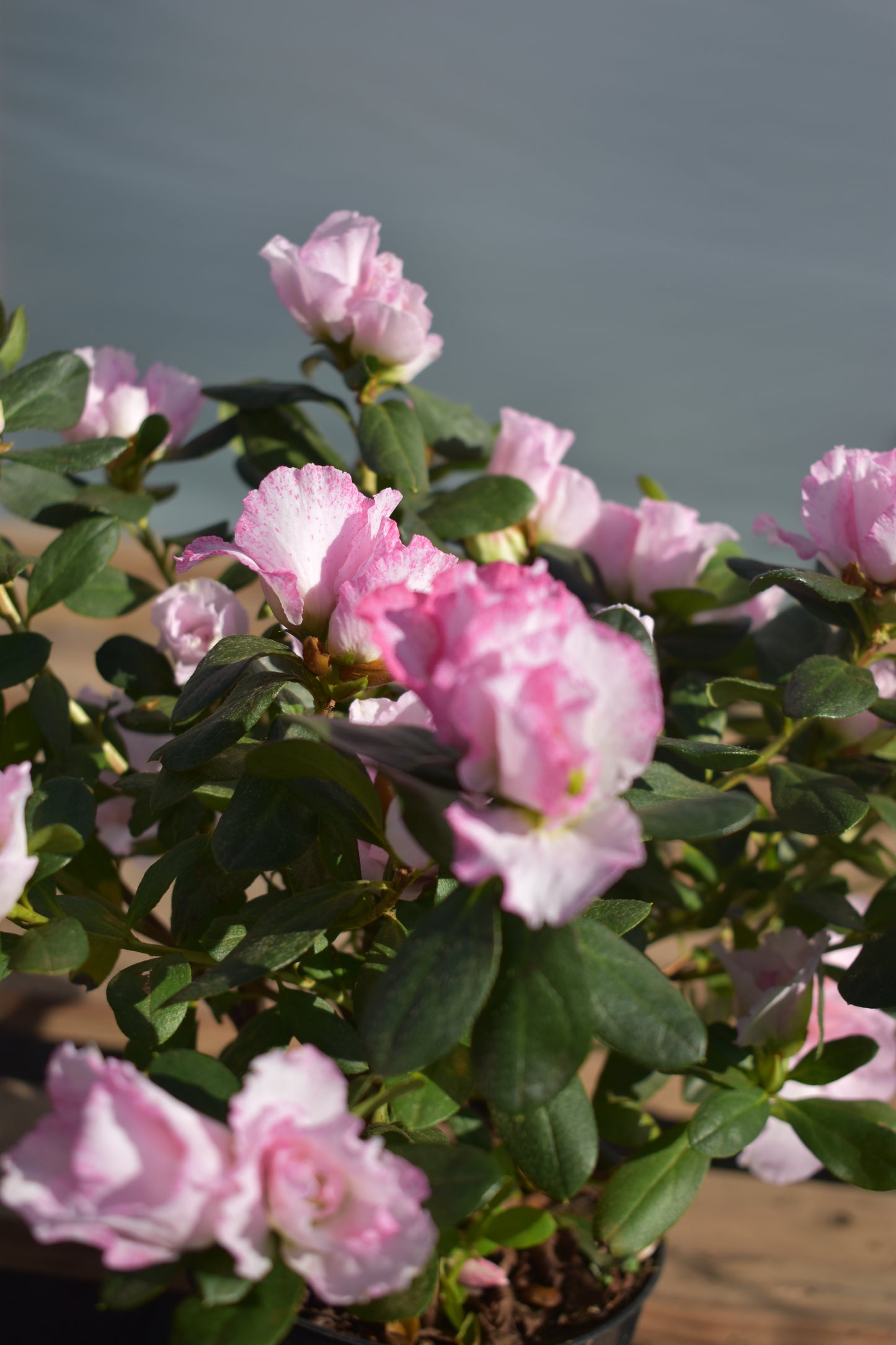 Azalea Floración Radiante Planta