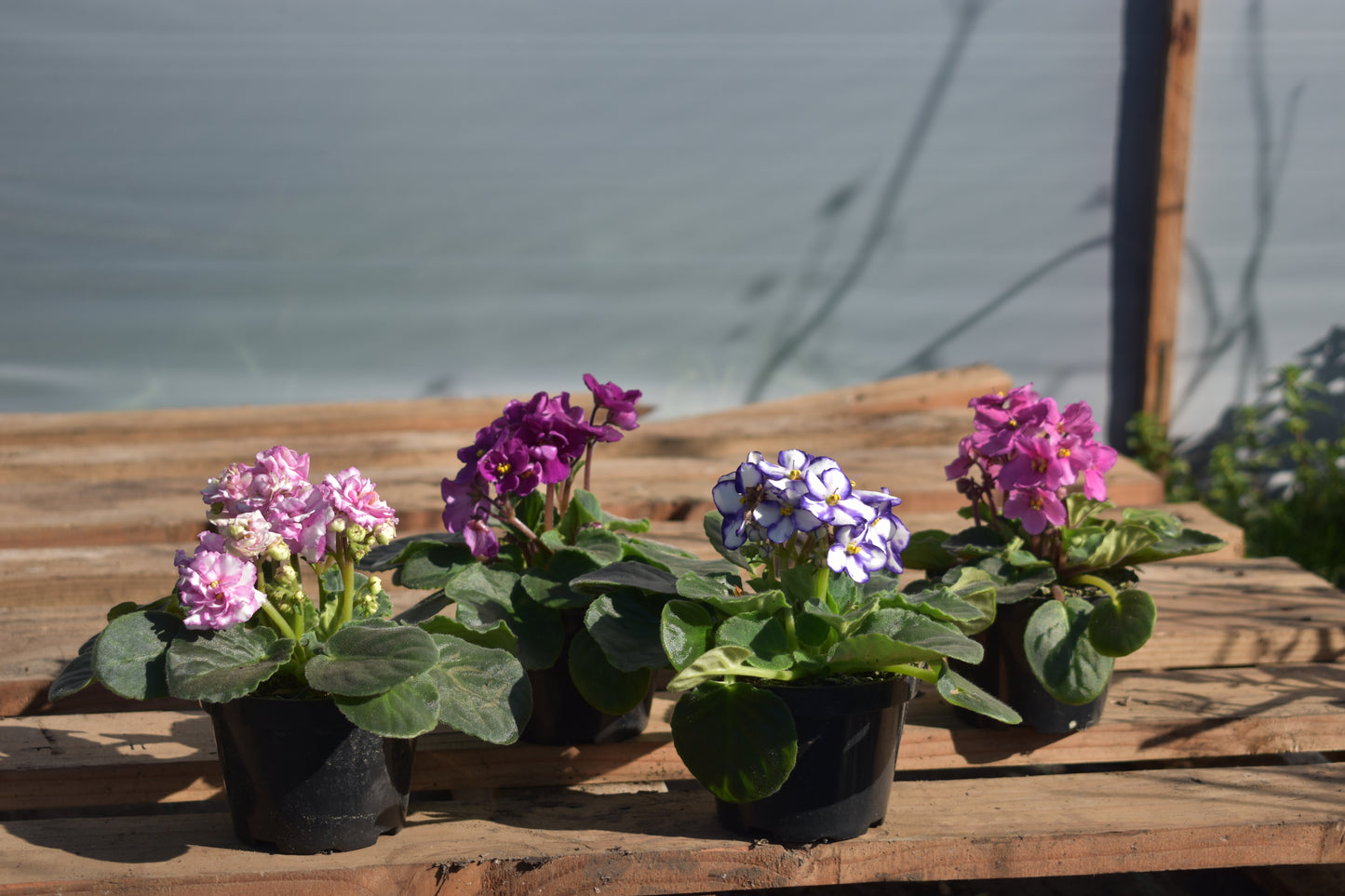 Violeta X4 Oferta Plantas De Flores Hermosas