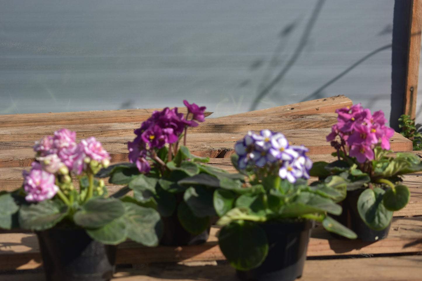 Violeta X4 Oferta Plantas De Flores Hermosas