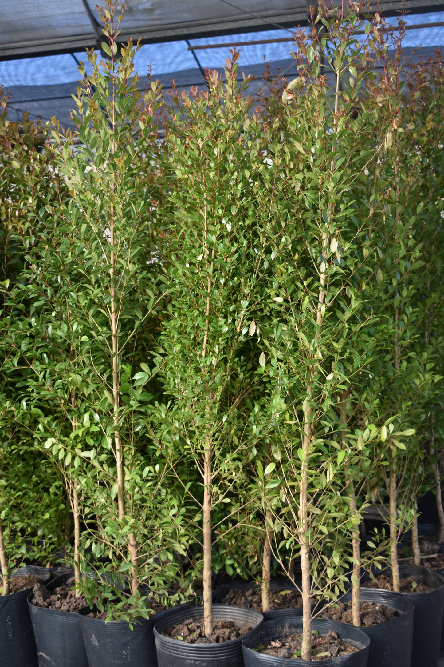 Eugenia Mediana Cercos Naturales Y Decorativos