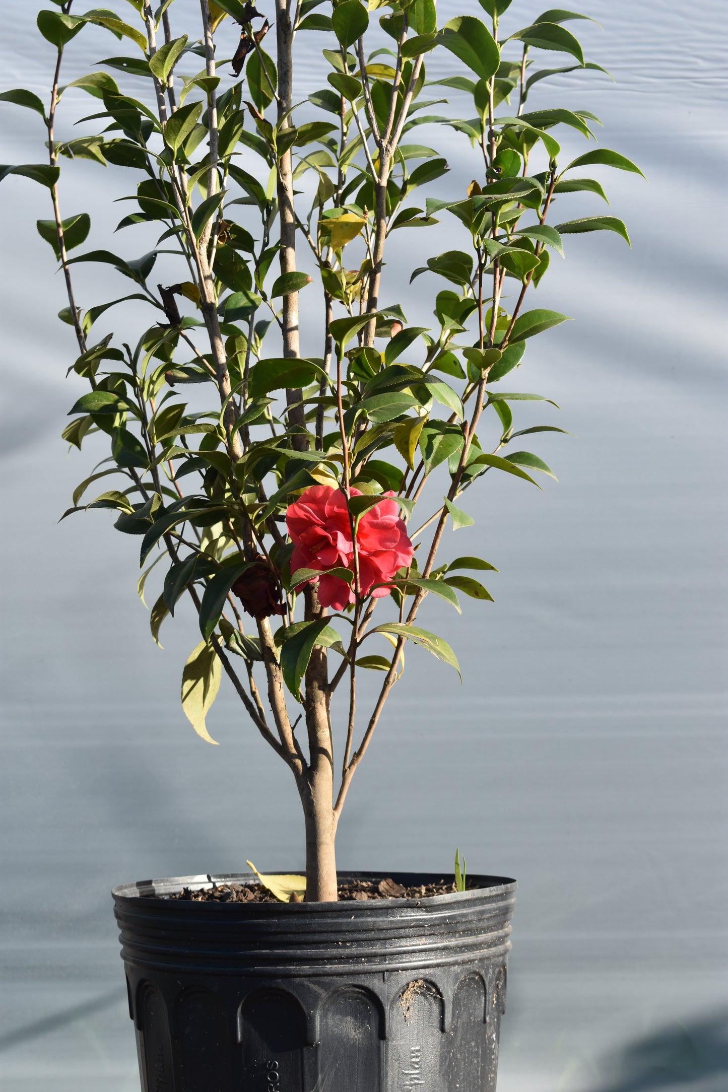 Camelia Mediana Floración Elegante