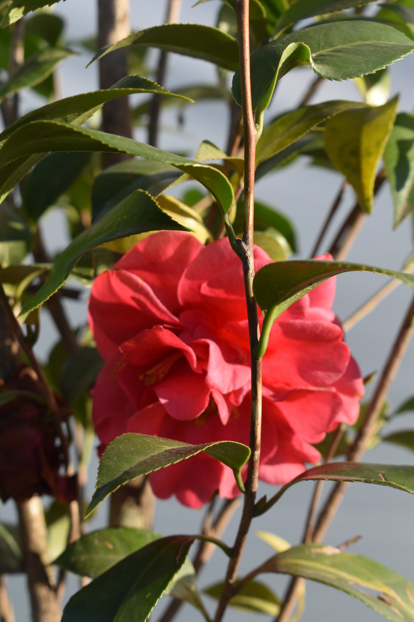 Camelia Mediana Floración Elegante