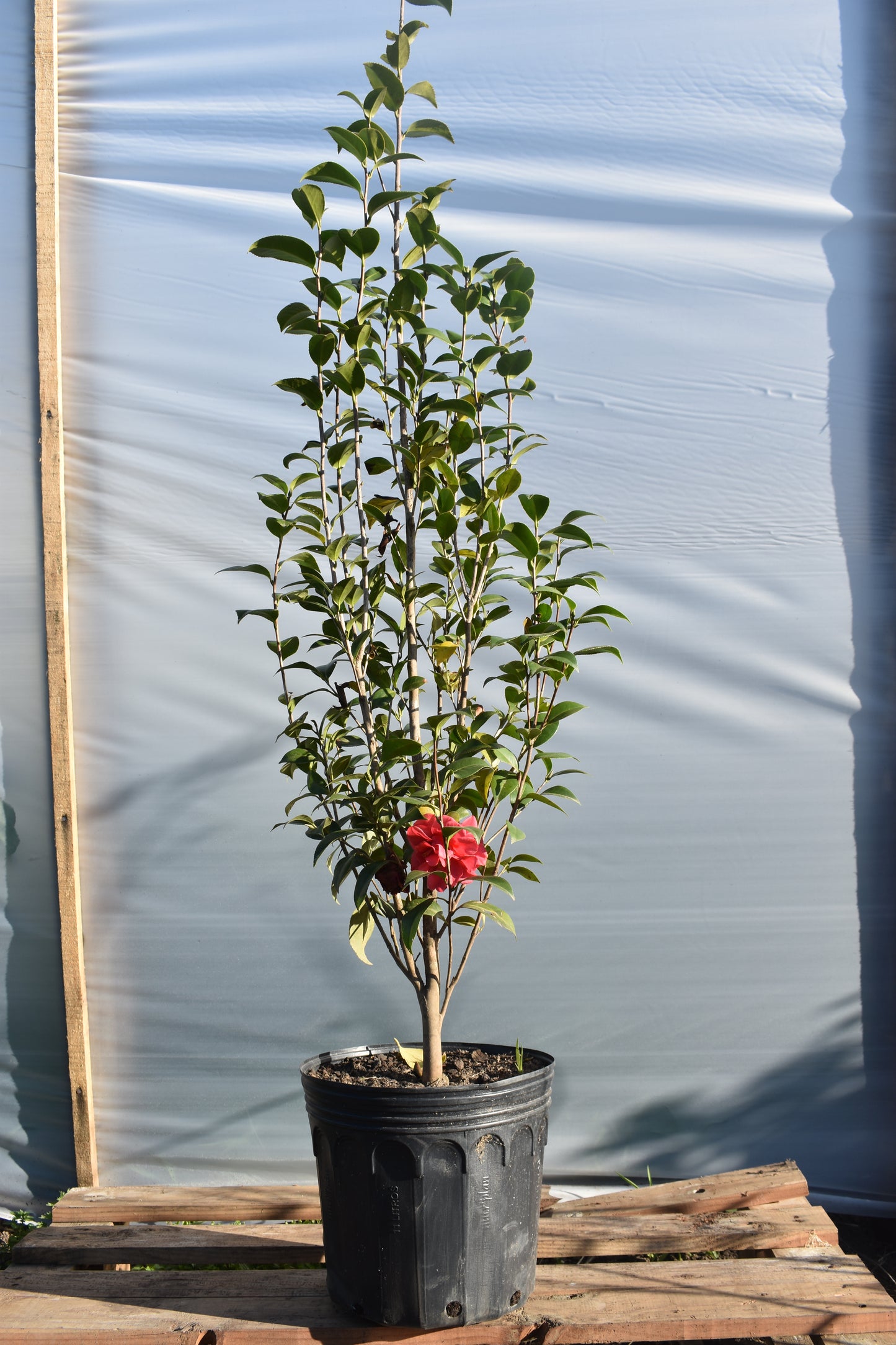 Camelia Mediana Floración Elegante