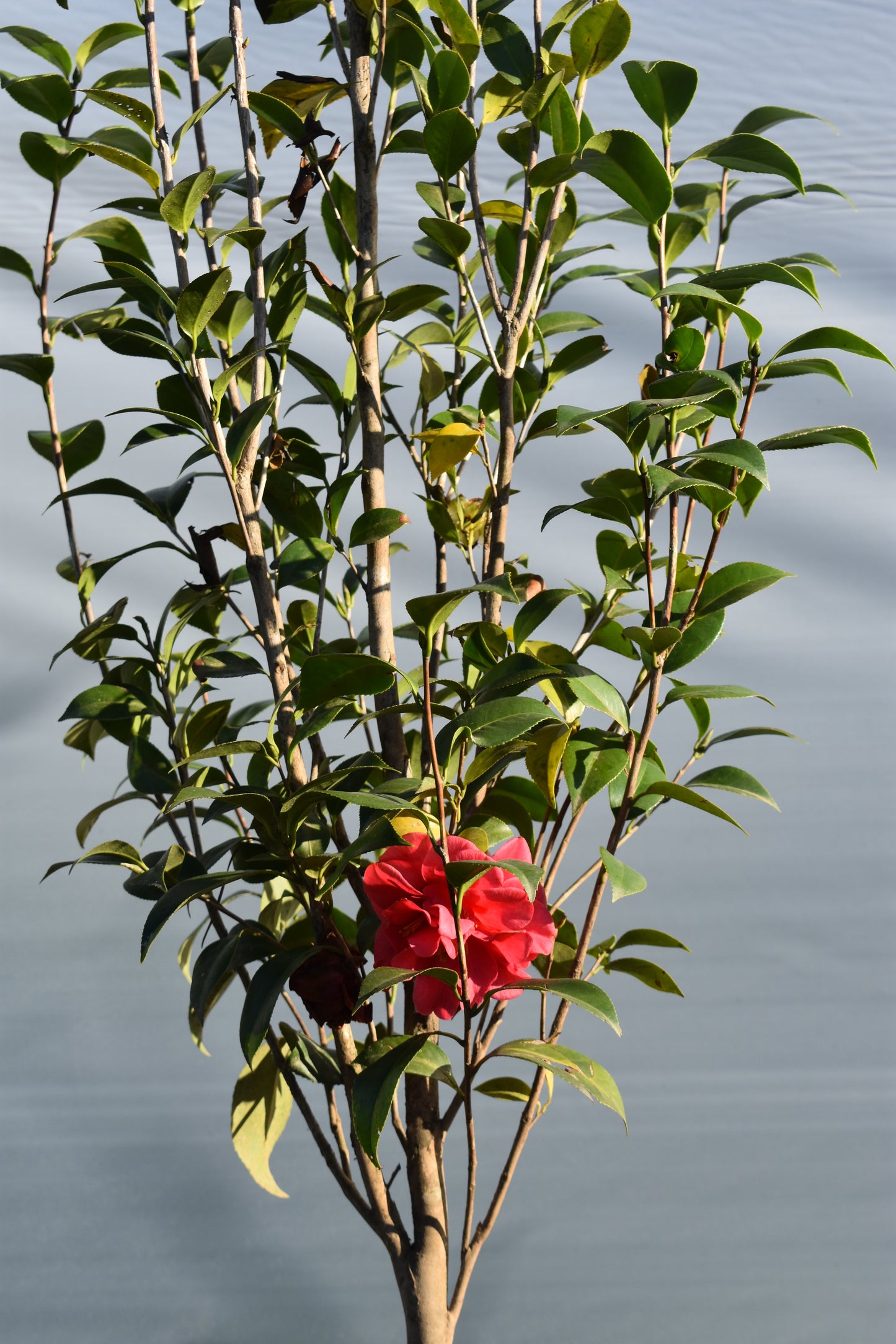 Camelia Mediana Floración Elegante