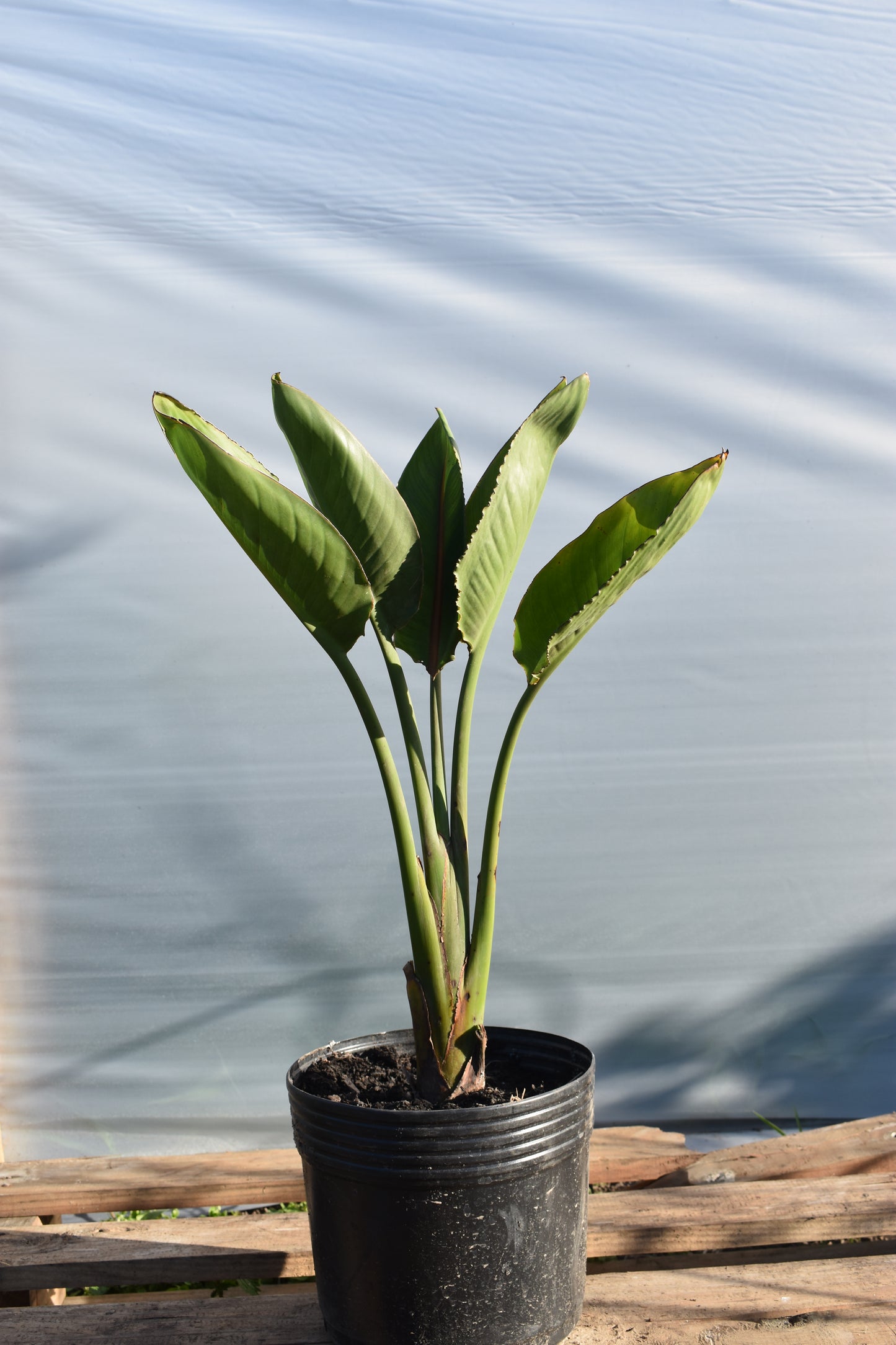 Flor de pajarito Planta Exótica