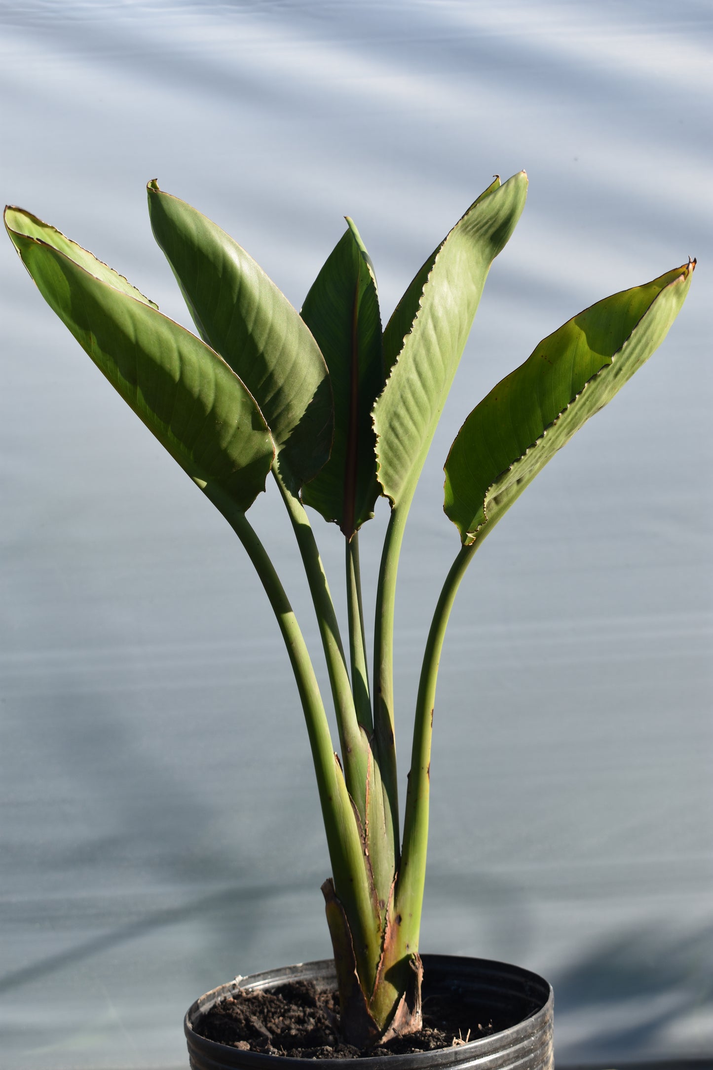 Flor de pajarito Planta Exótica