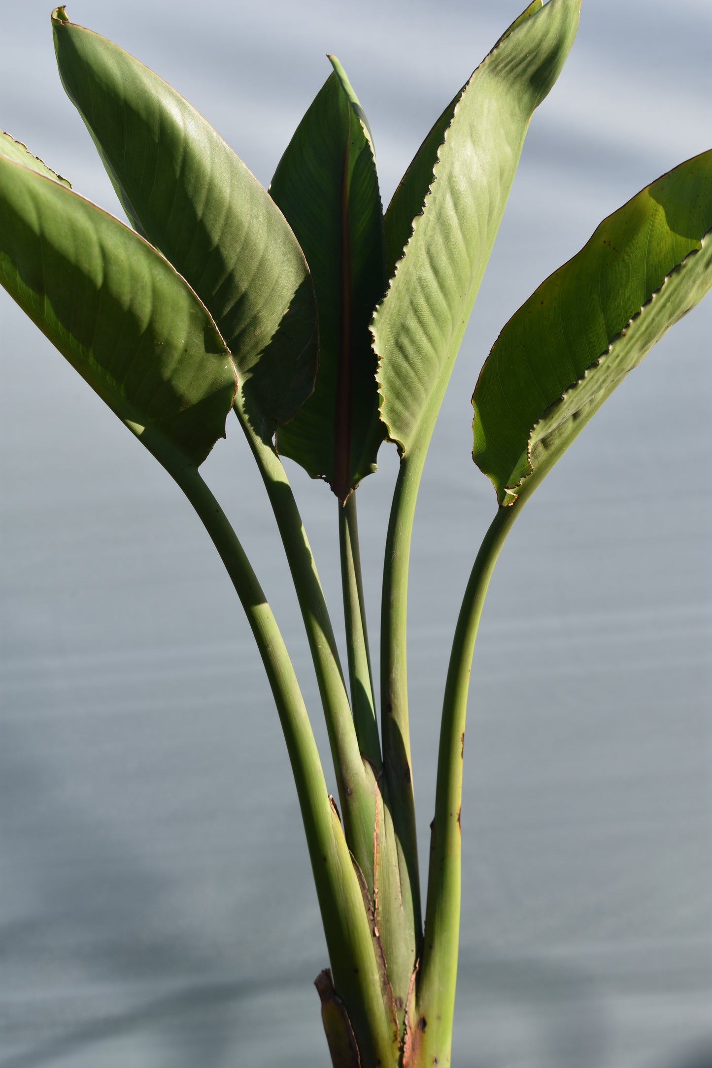 Flor de pajarito Planta Exótica