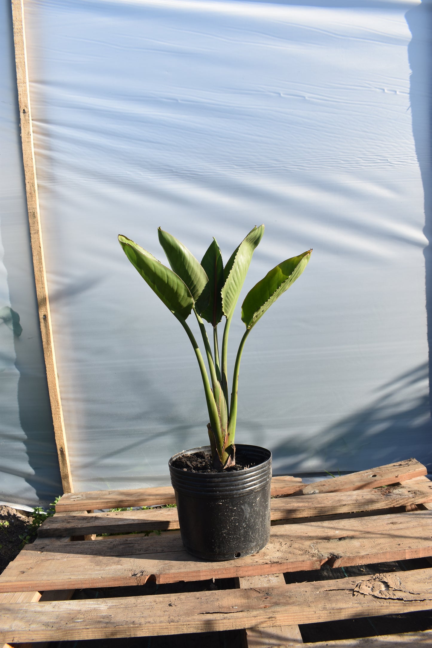 Flor de pajarito Planta Exótica