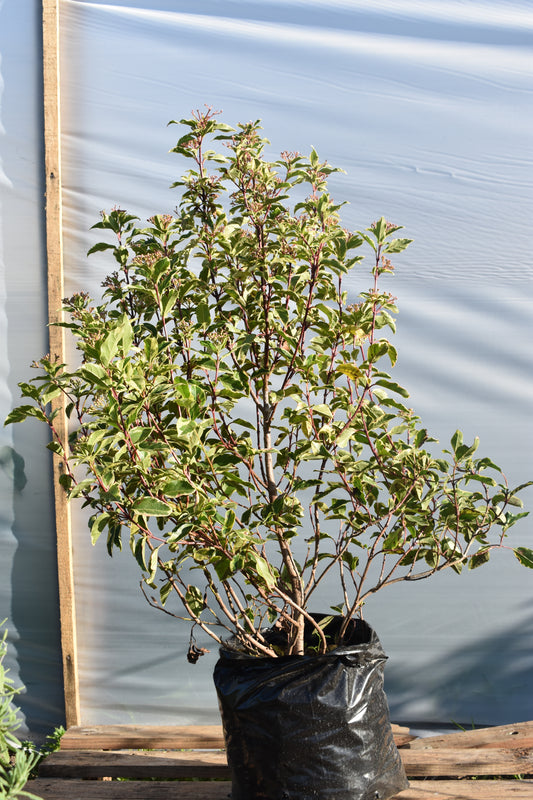 Viburnum Tinus Variegado Planta Para Jardín