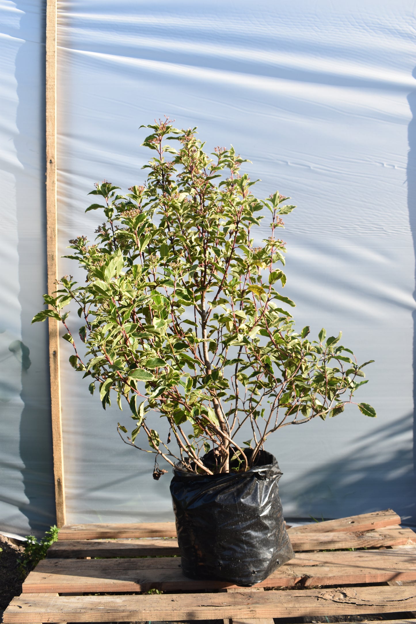 Viburnum Tinus Variegado Planta Para Jardín