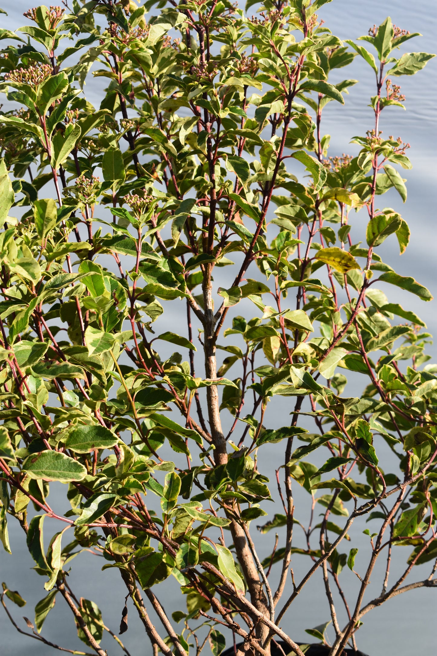 Viburnum Tinus Variegado Planta Para Jardín