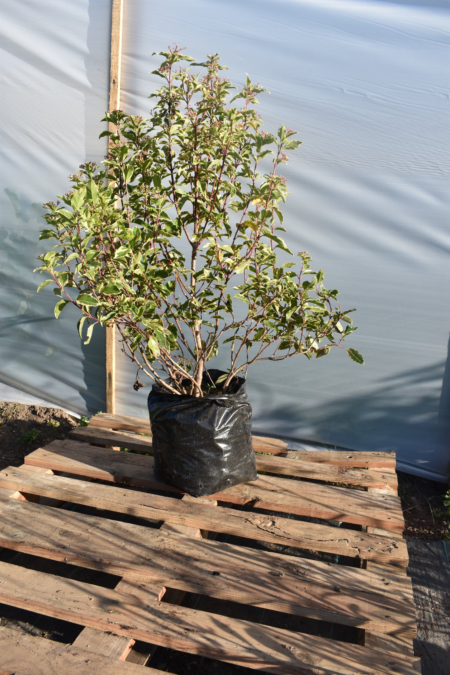 Viburnum Tinus Variegado Planta Para Jardín