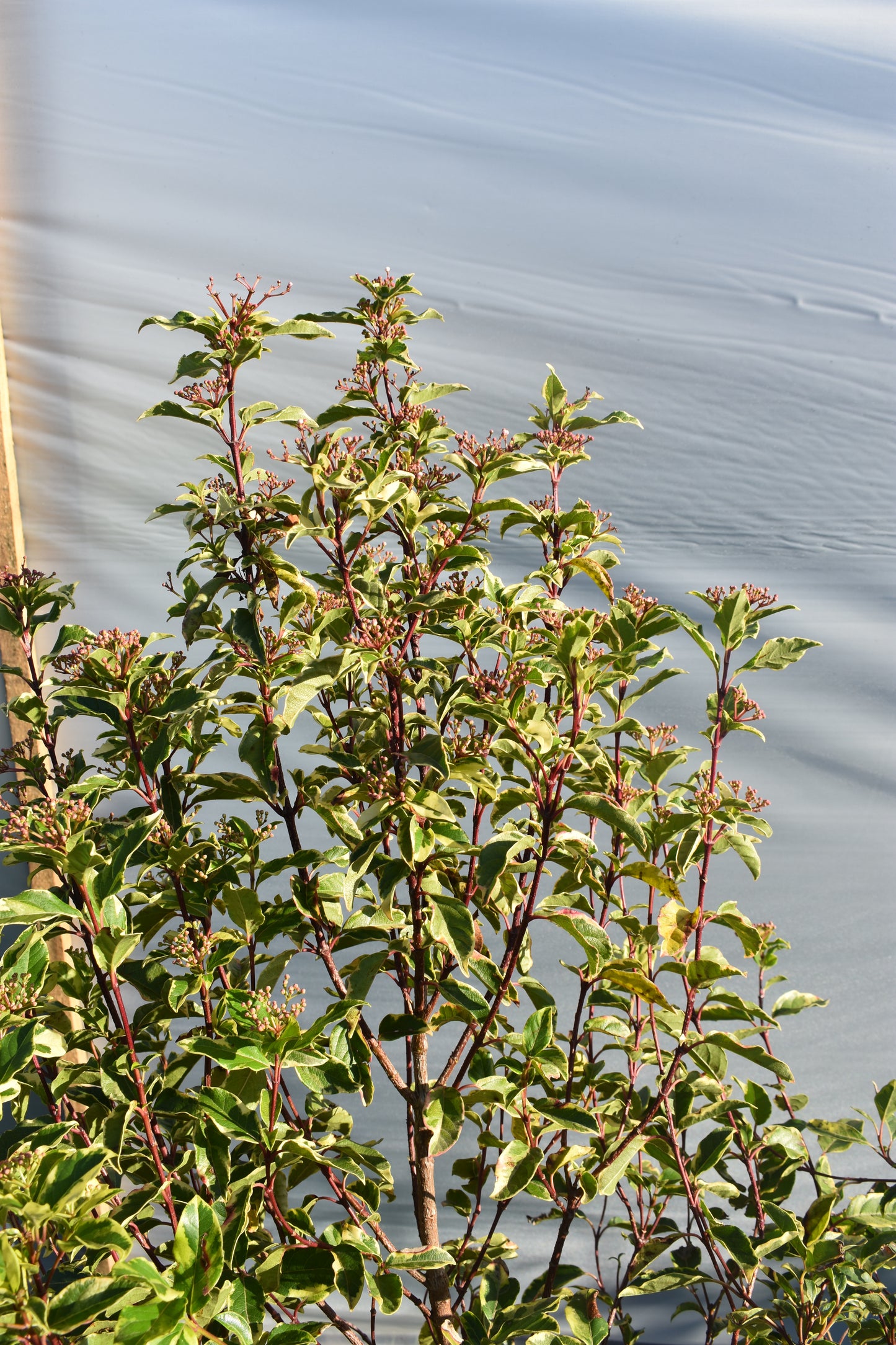 Viburnum Tinus Variegado Planta Para Jardín