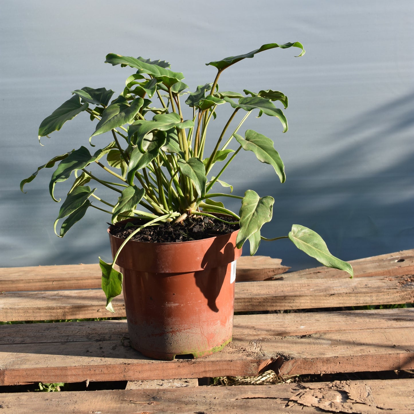 Philodendron Xanadu P17 Planta Exótica