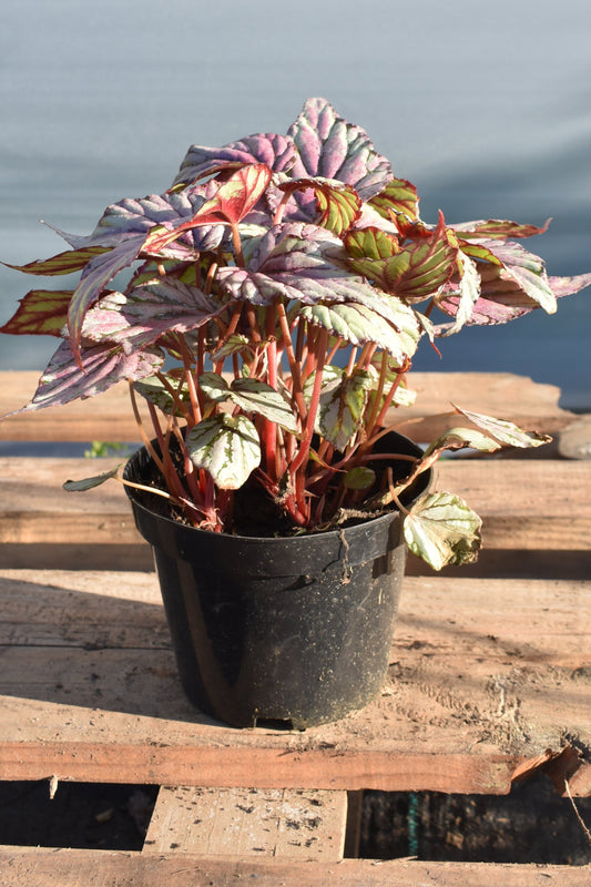 Begonia Rex Arte Vivo Planta Colorida