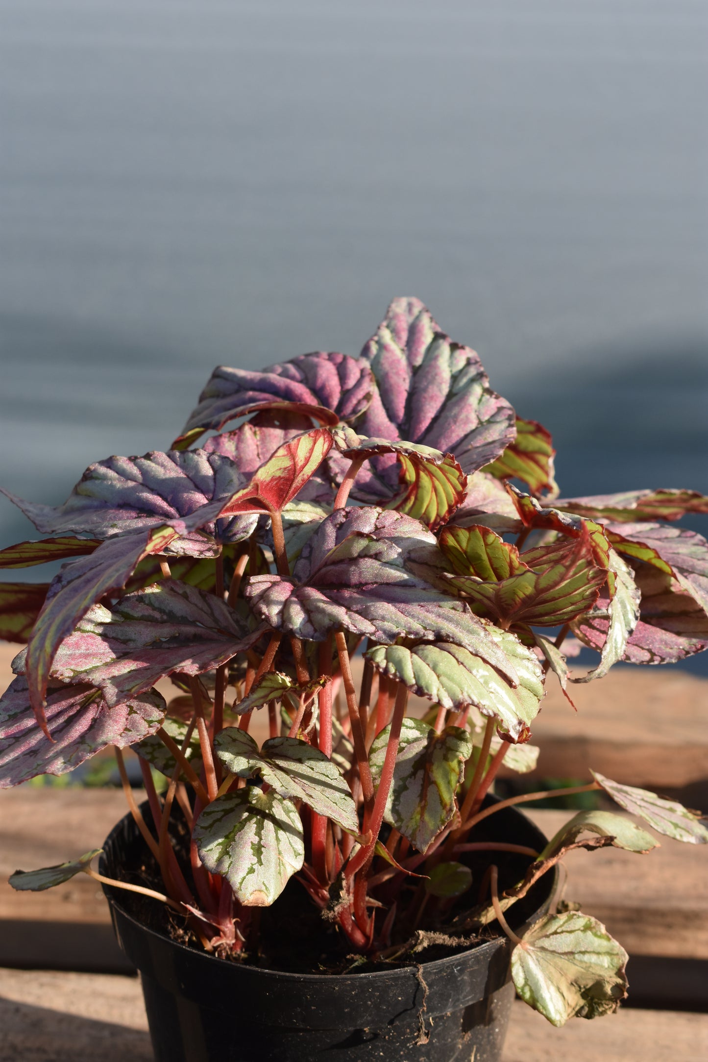 Begonia Rex Arte Vivo Planta Colorida