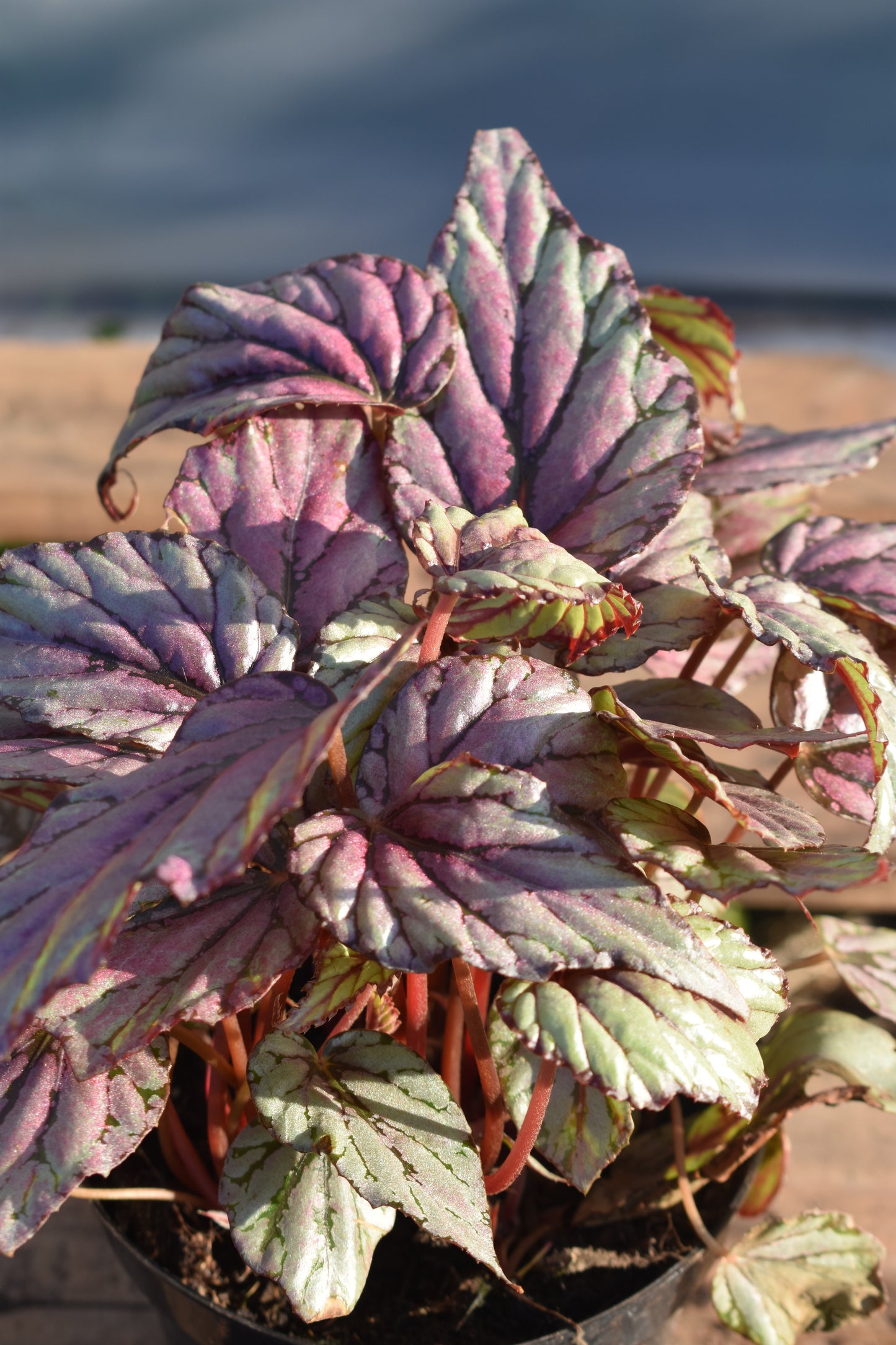 Begonia Rex Arte Vivo Planta Colorida