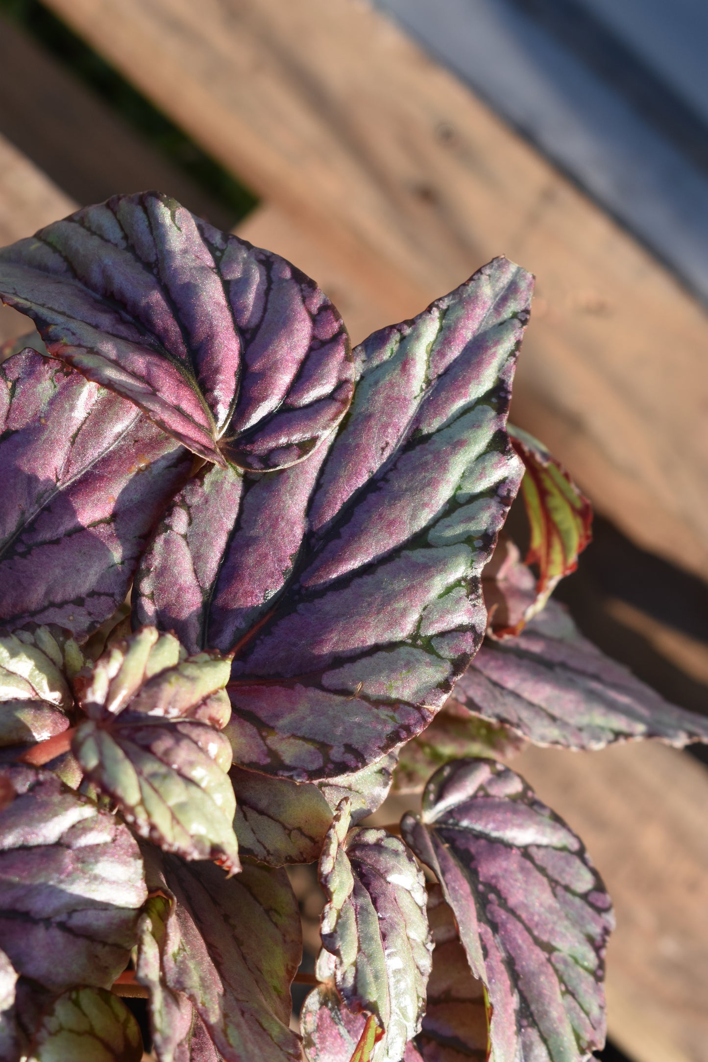 Begonia Rex Arte Vivo Planta Colorida