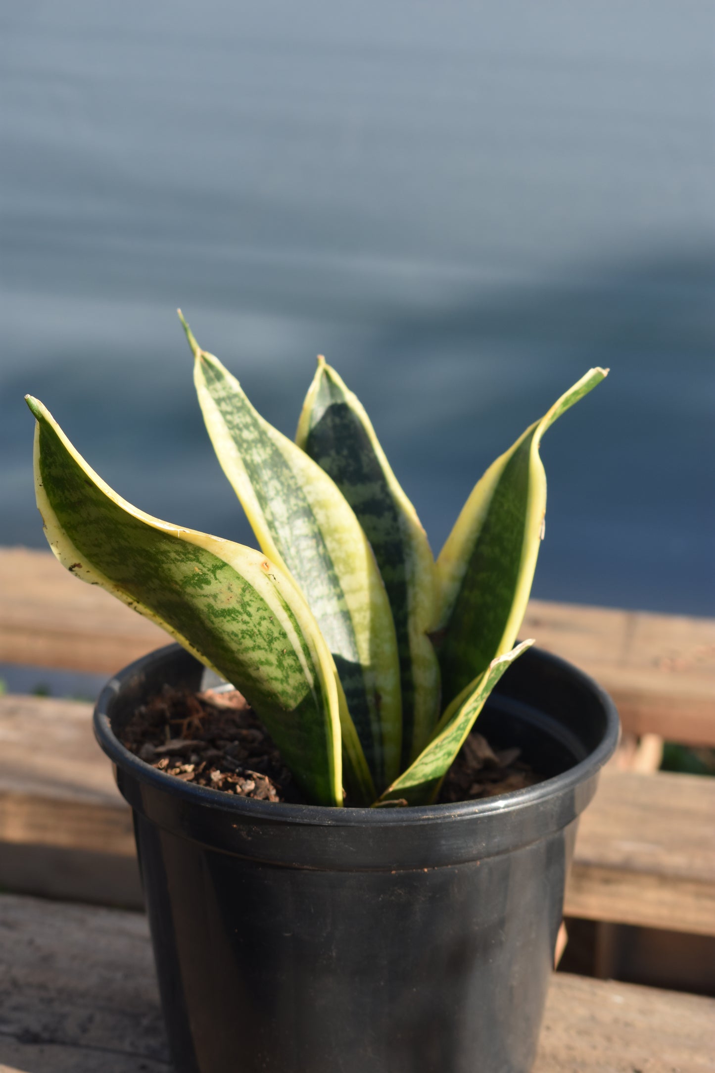 Espada De San Jorge X4 Oferta De Plantas