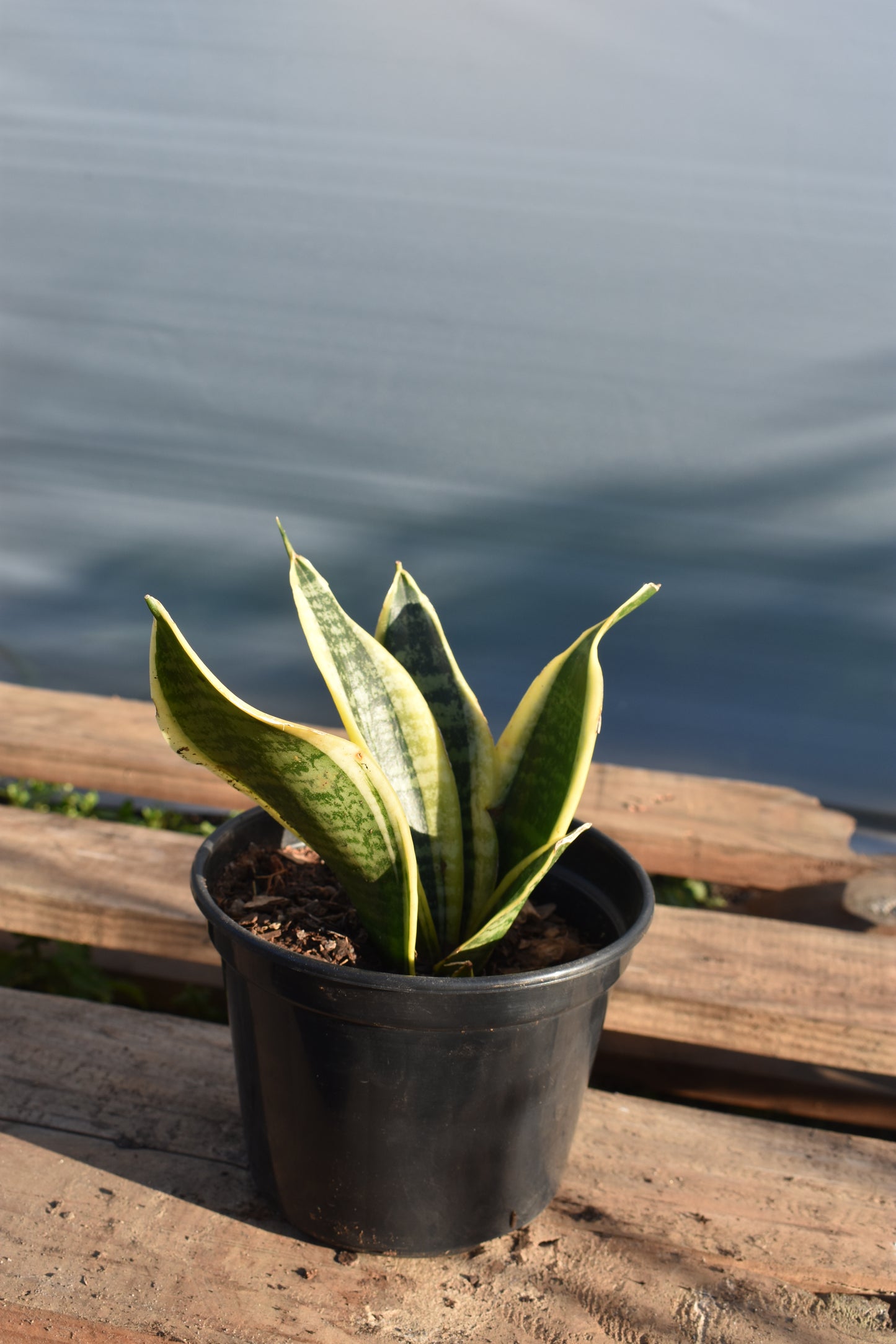 Espada De San Jorge X4 Oferta De Plantas