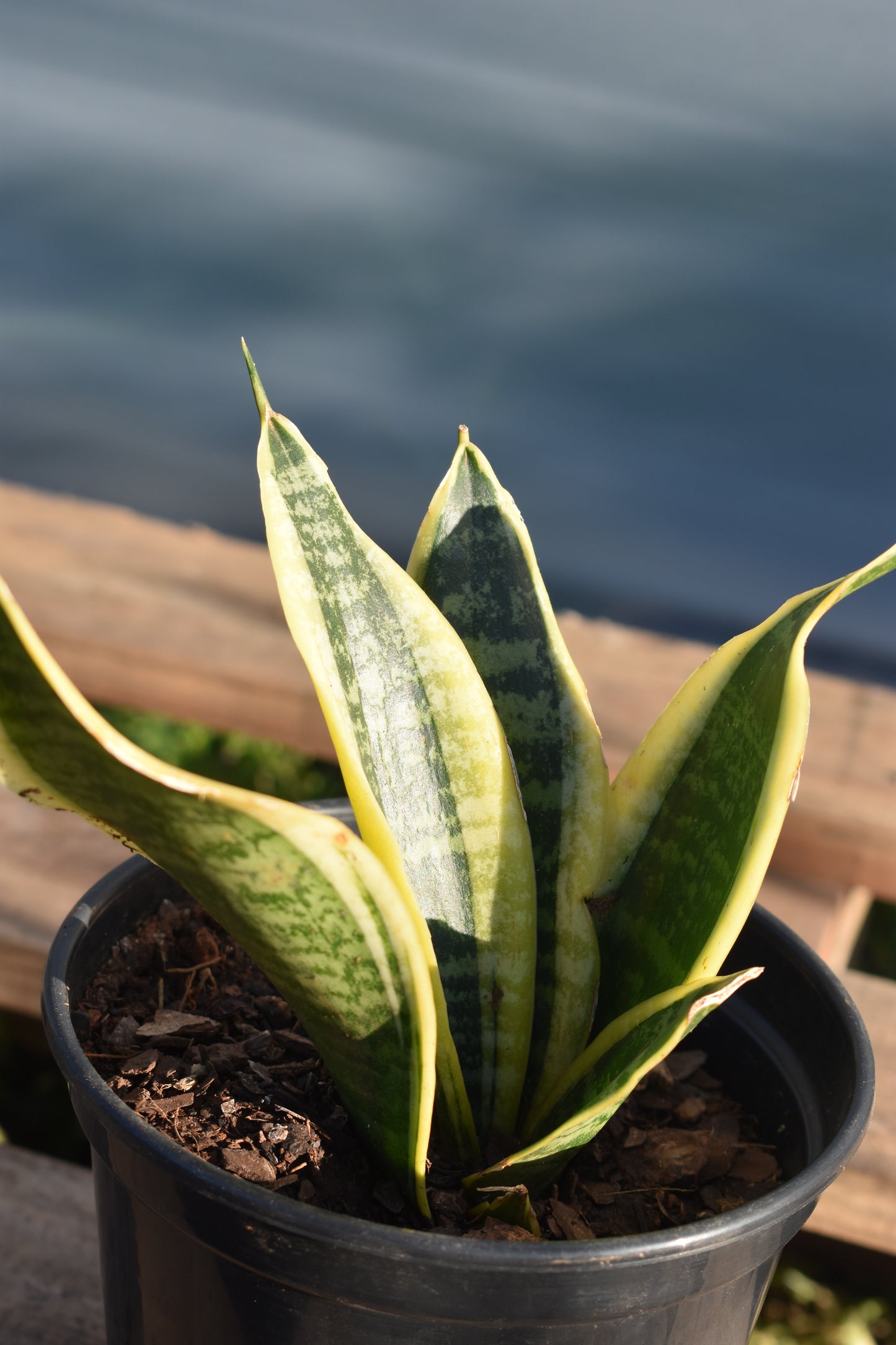 Espada De San Jorge X4 Oferta De Plantas