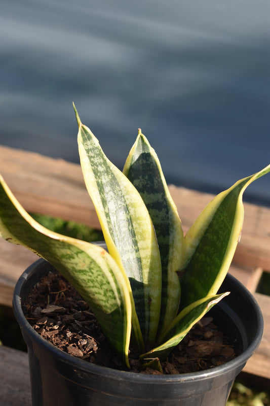 Espada De San Jorge X4 Oferta De Plantas