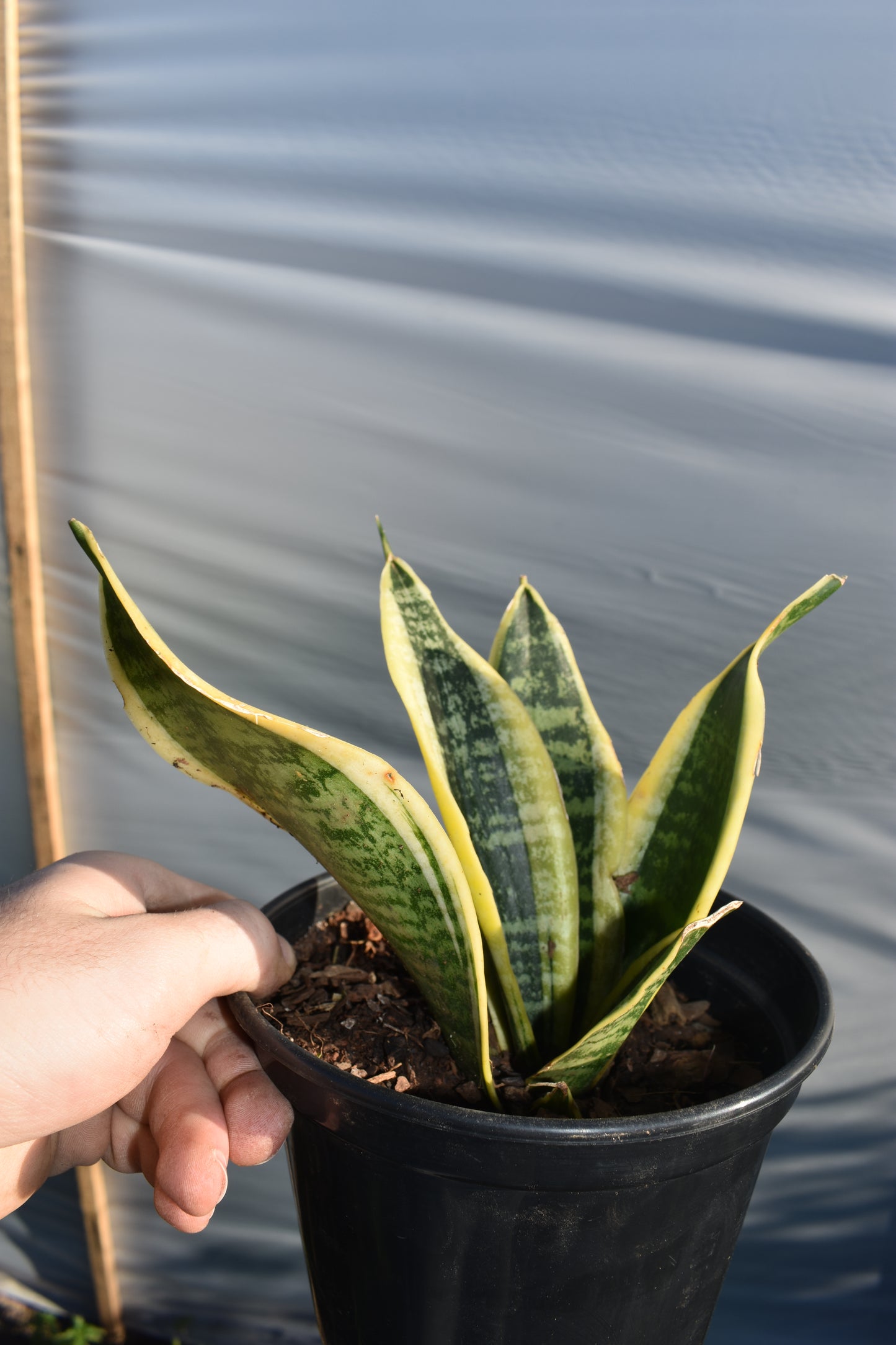 Espada De San Jorge X4 Oferta De Plantas