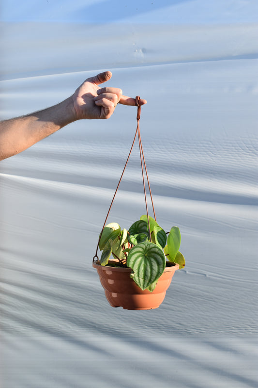 Peperomia C21 Colgante Variedad Melancia