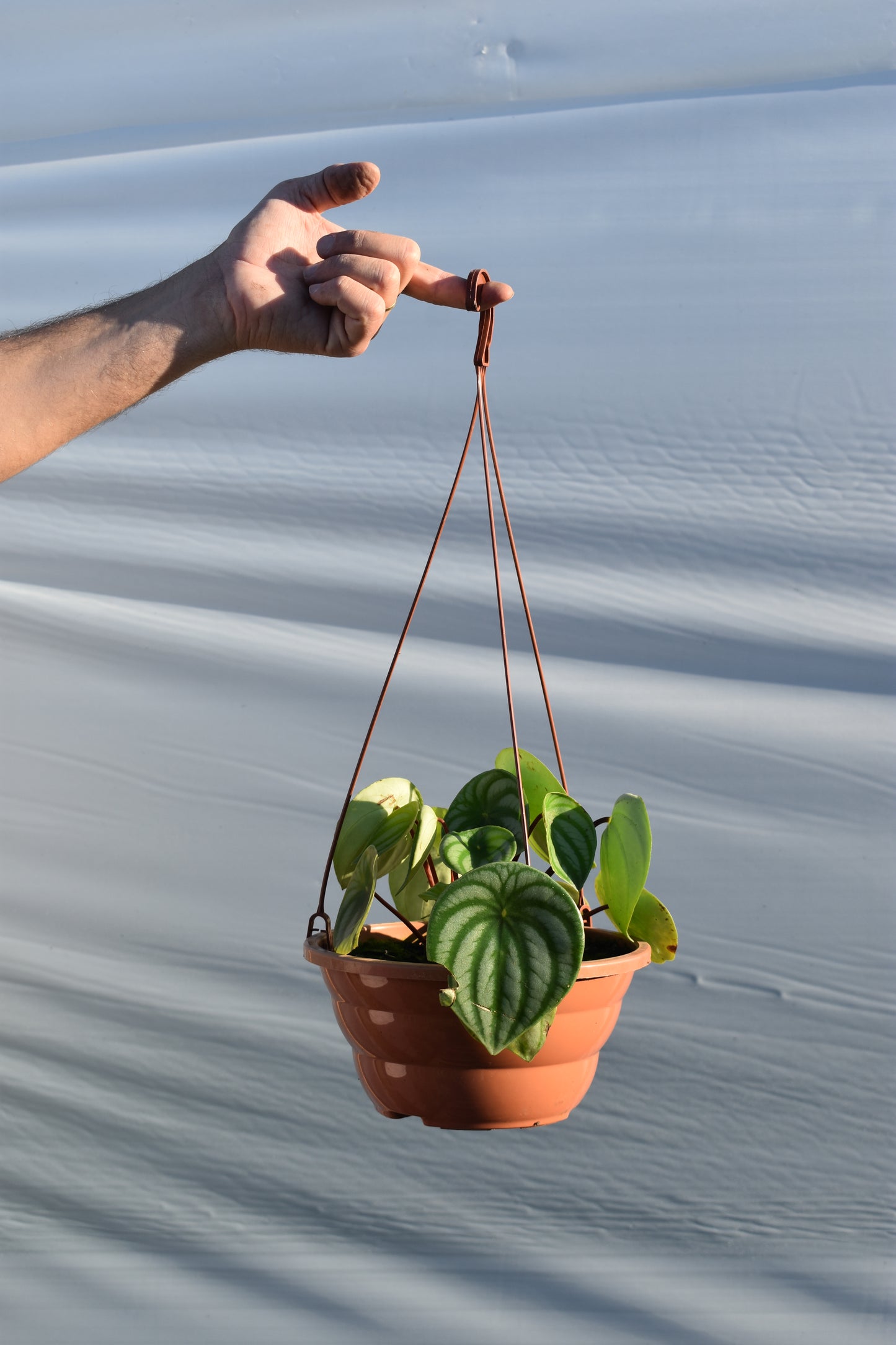 Peperomia C21 Colgante Variedad Melancia