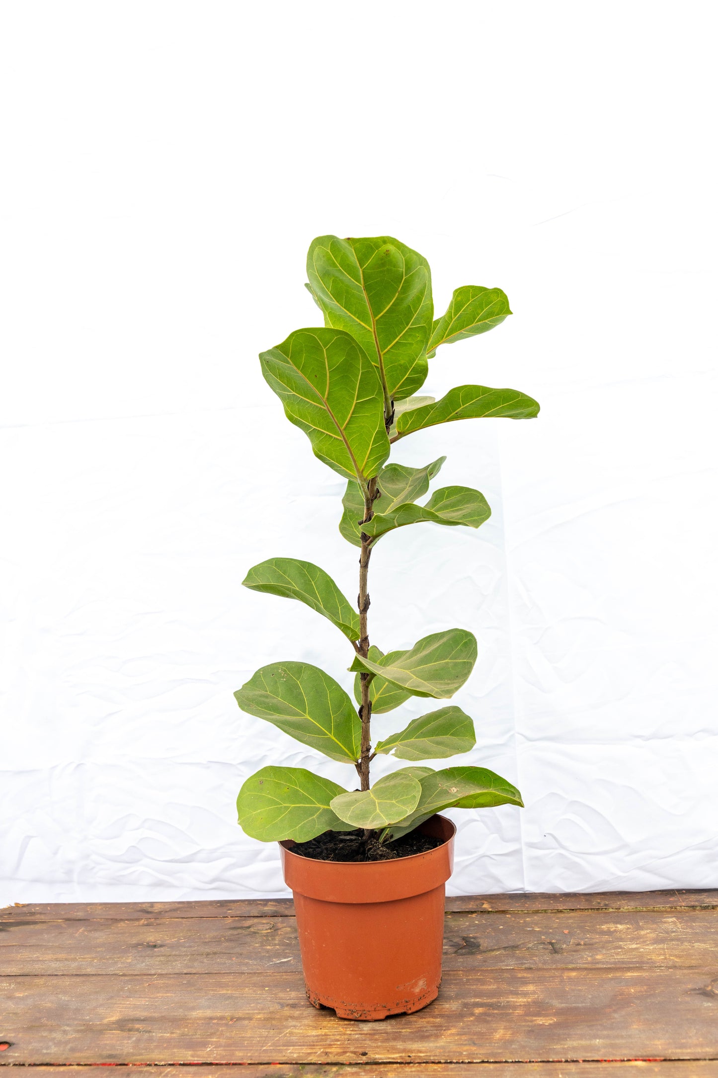 Ficus Lirata P17 Planta Grande