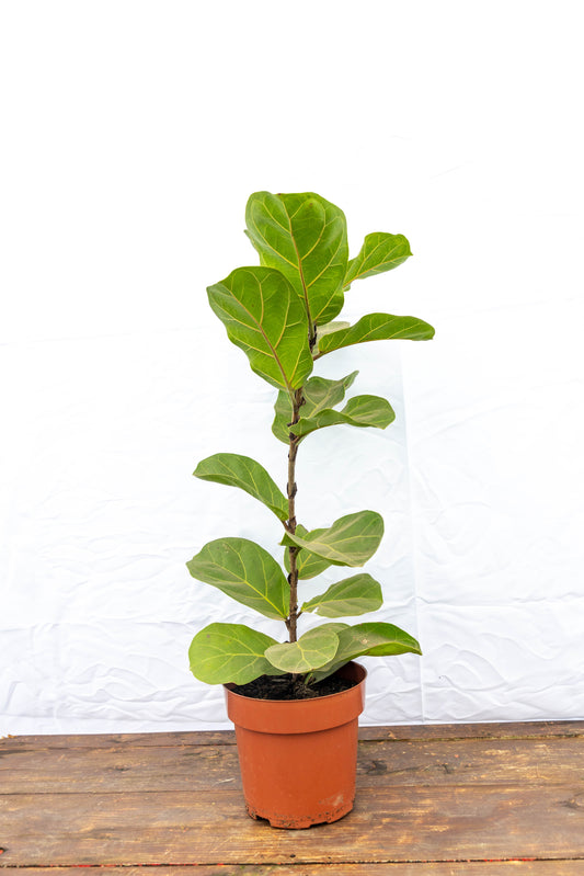 Ficus Lirata P17 Planta Grande