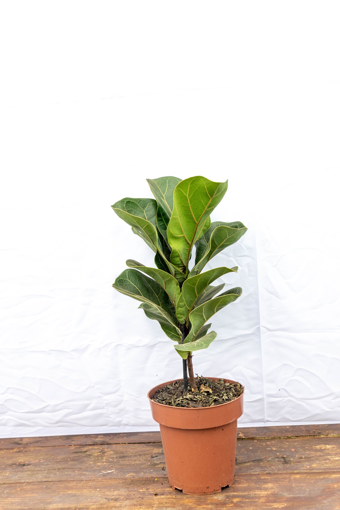 Ficus Lirata P15 Planta De Hojas Elegantes