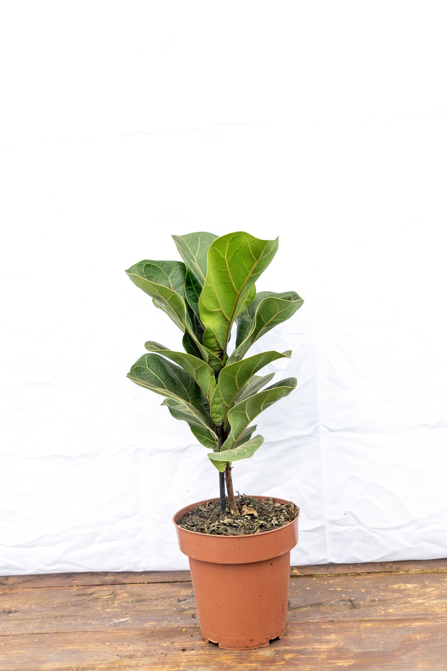 Ficus Lirata P15 Planta De Hojas Elegantes