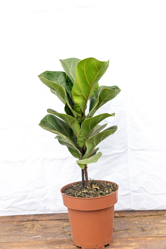 Ficus Lirata P15 Planta De Hojas Elegantes