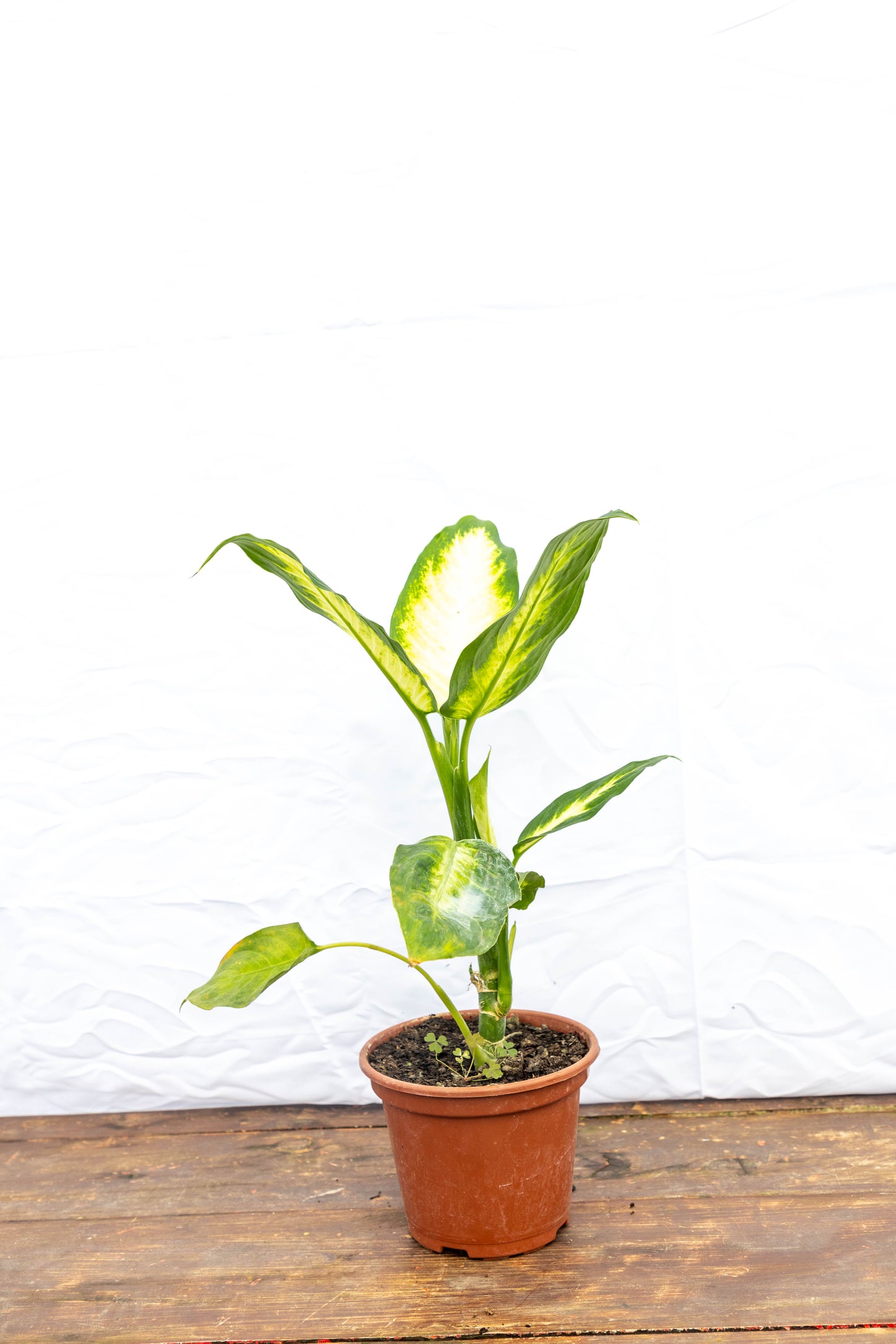 Dieffenbachia Camila Planta De Hojas Exóticas