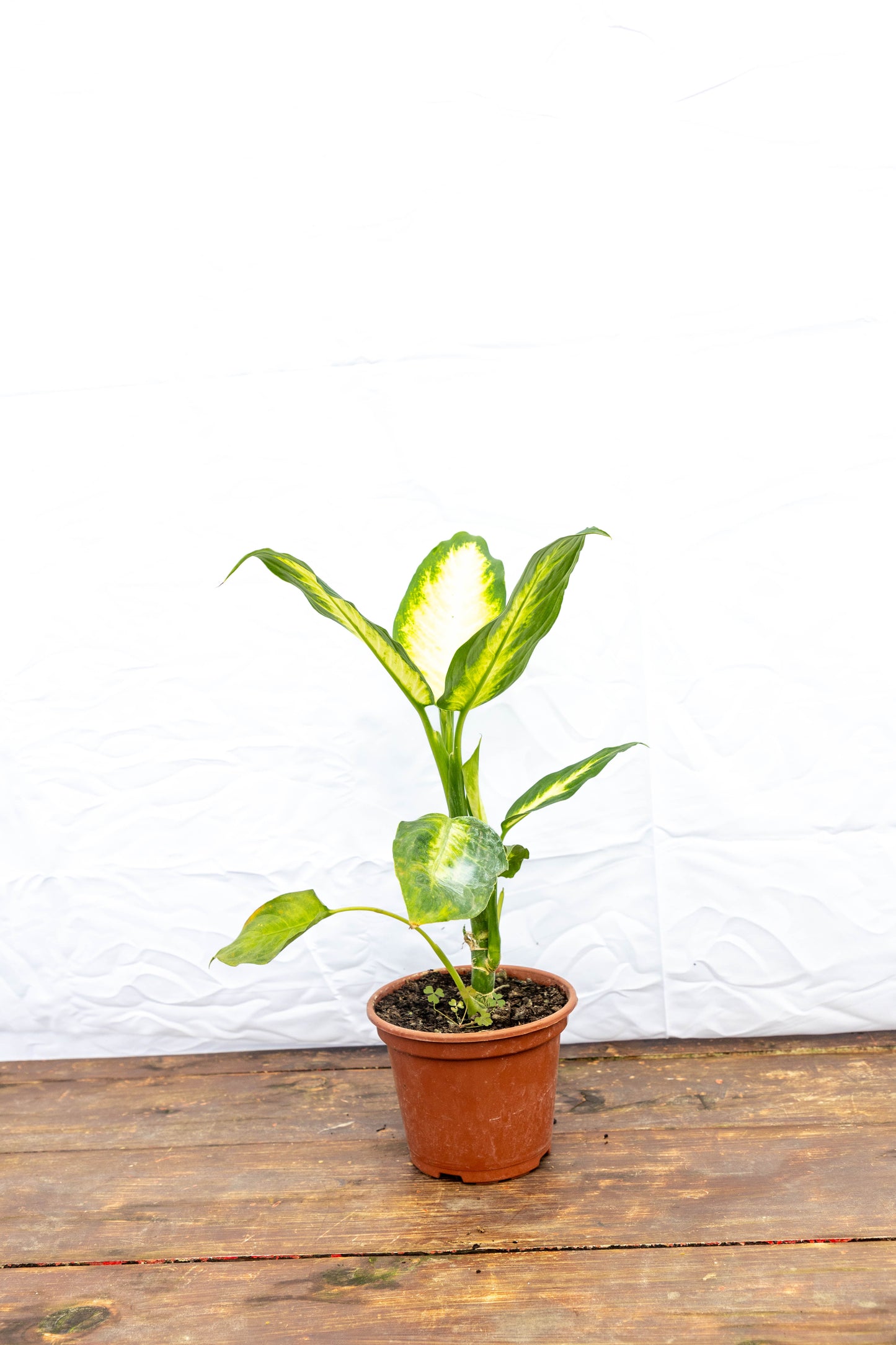 Dieffenbachia Camila Planta De Hojas Exóticas