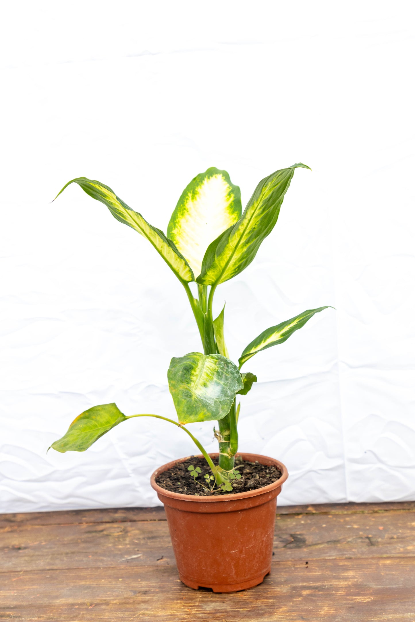 Dieffenbachia Camila Planta De Hojas Exóticas