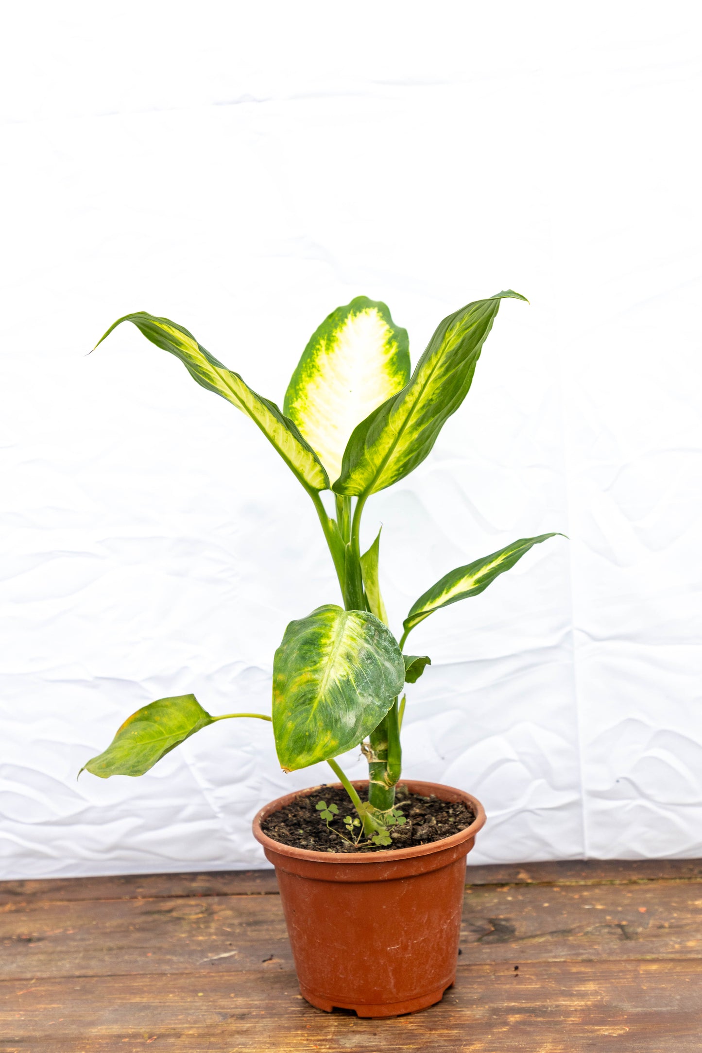 Dieffenbachia Camila Planta De Hojas Exóticas