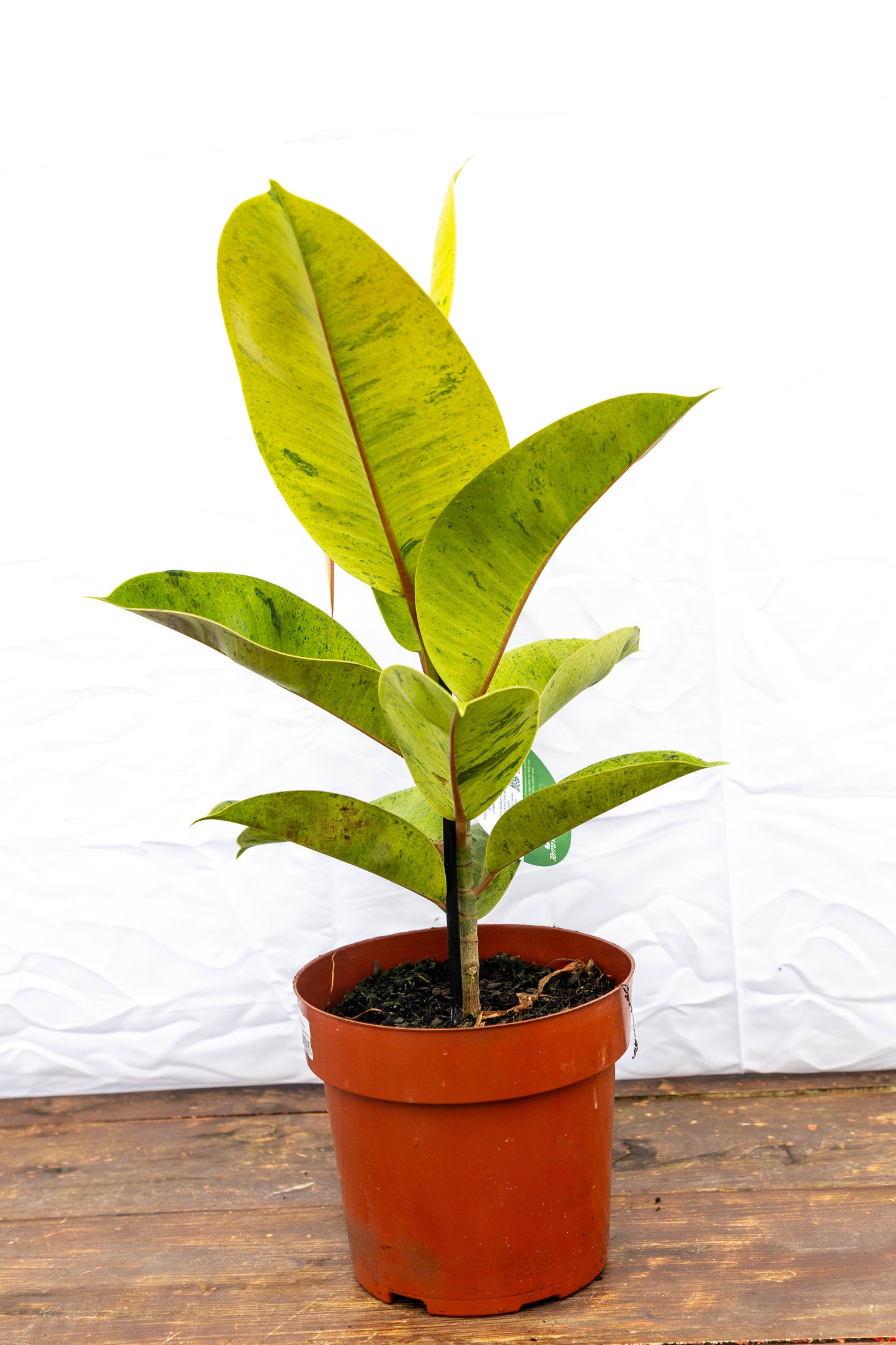 Ficus elastica SHIVEREANA Oferta, ideal para interiores