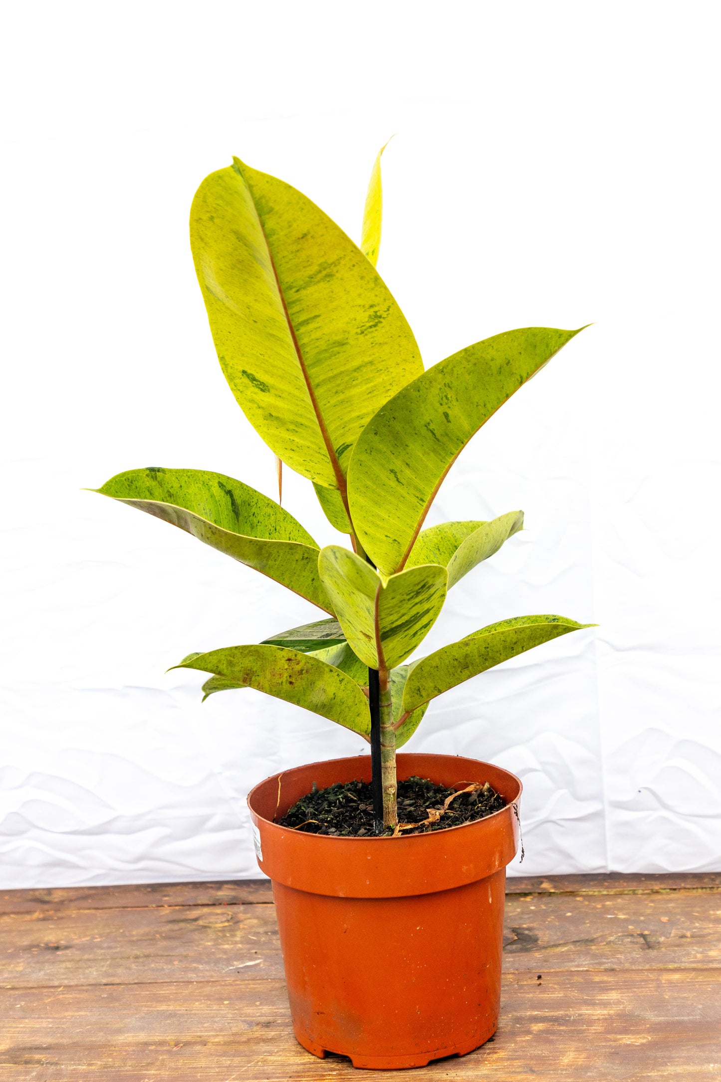 Ficus elastica SHIVEREANA Oferta, ideal para interiores