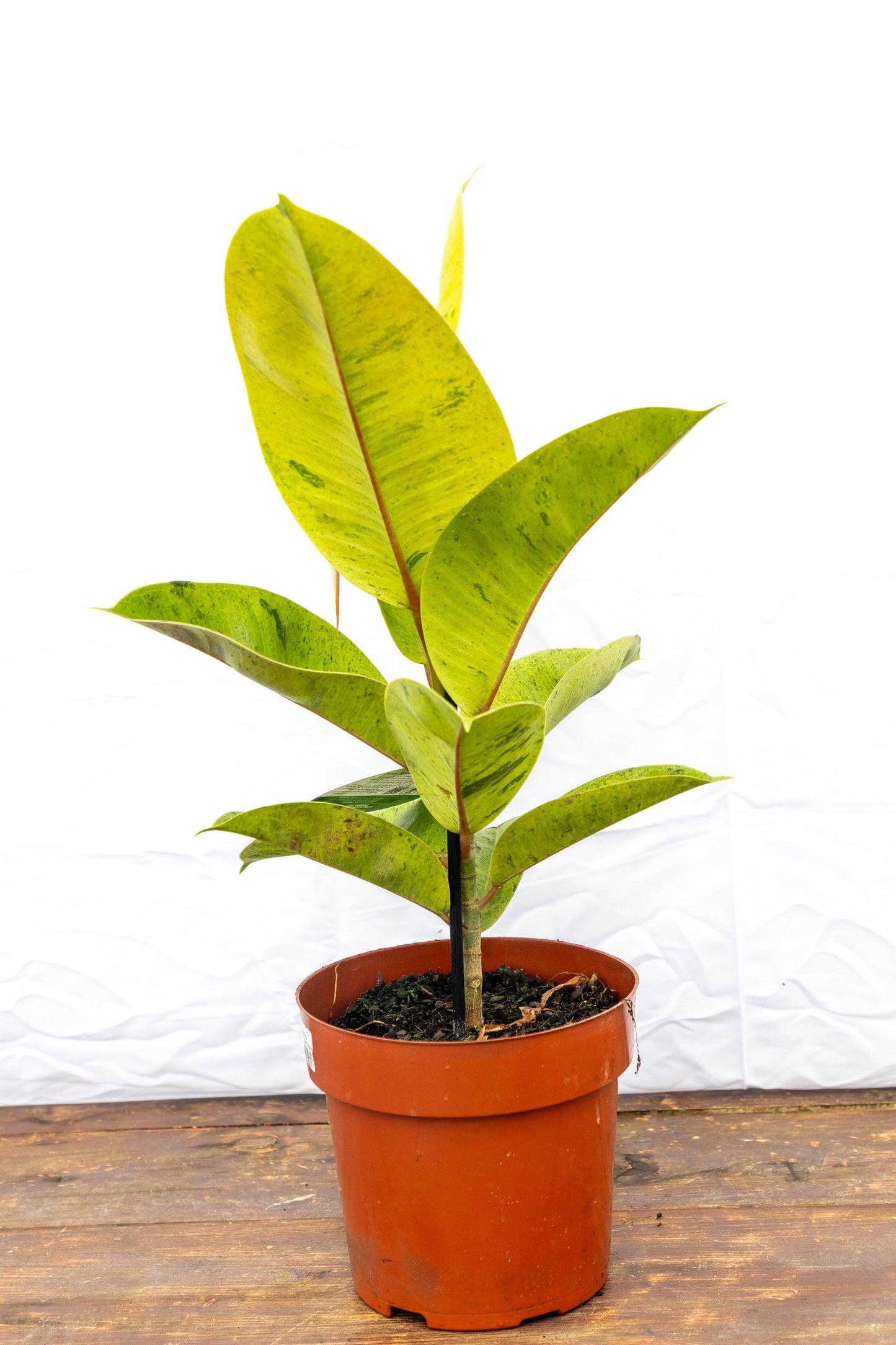 Ficus elastica SHIVEREANA Oferta, ideal para interiores