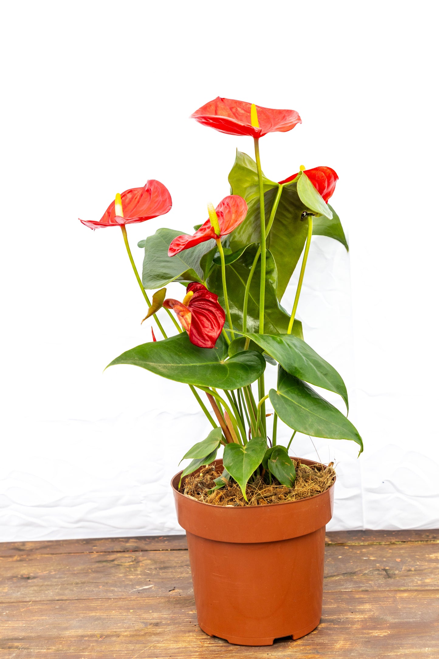 Anturio Rojo Planta Decorativa Fácil Cuidado