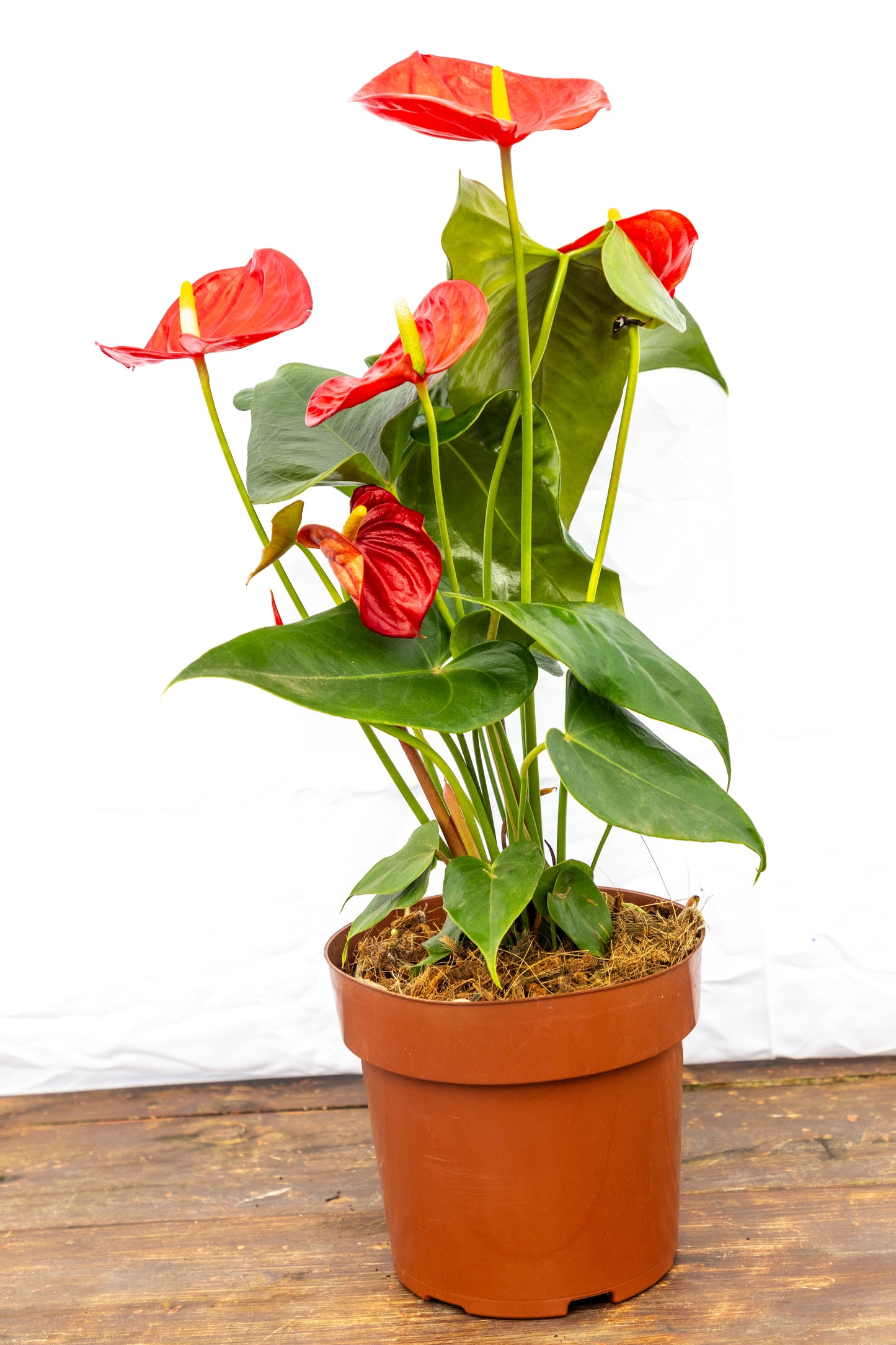 Anturio Rojo Planta Decorativa Fácil Cuidado