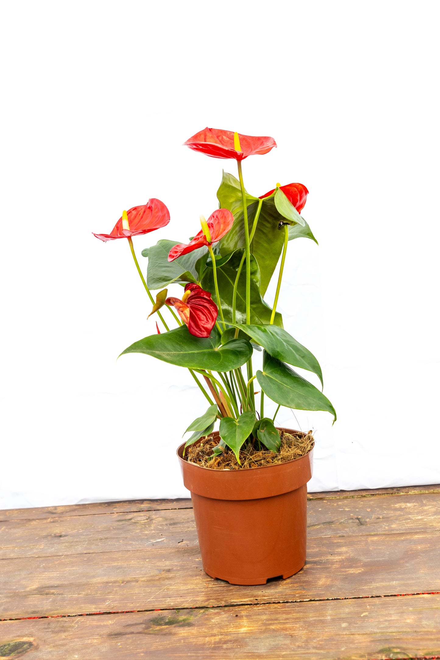 Anturio Rojo Planta Decorativa Fácil Cuidado