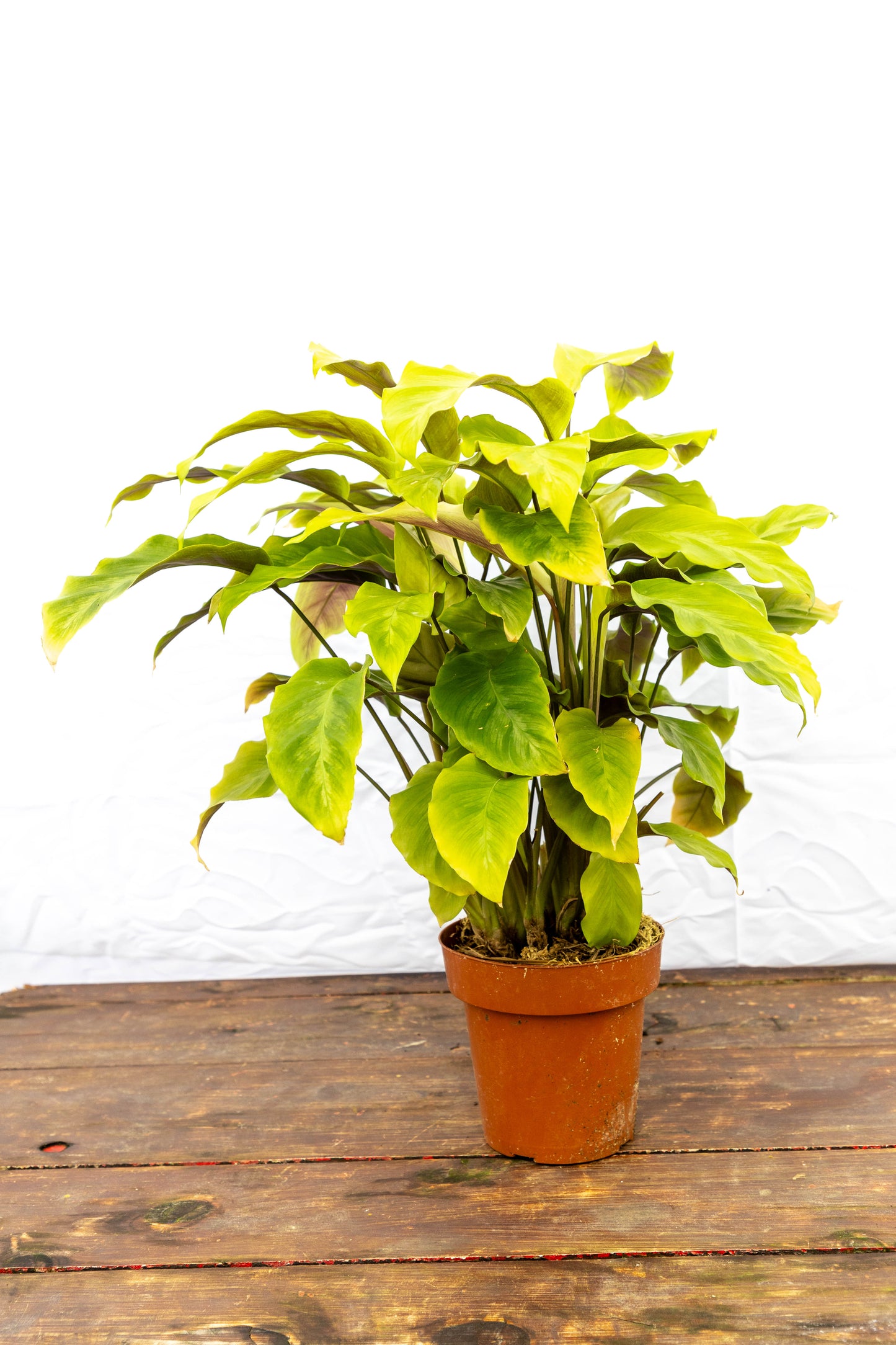 CALATHEA YELLOW - Planta de interior en oferta