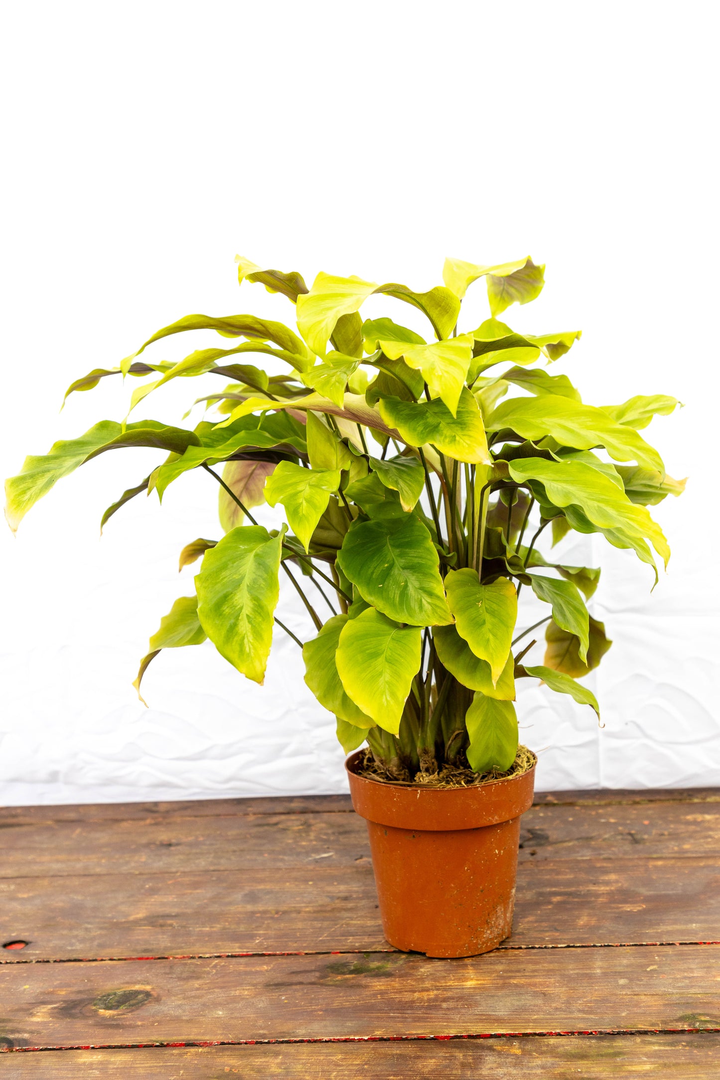 CALATHEA YELLOW - Planta de interior en oferta