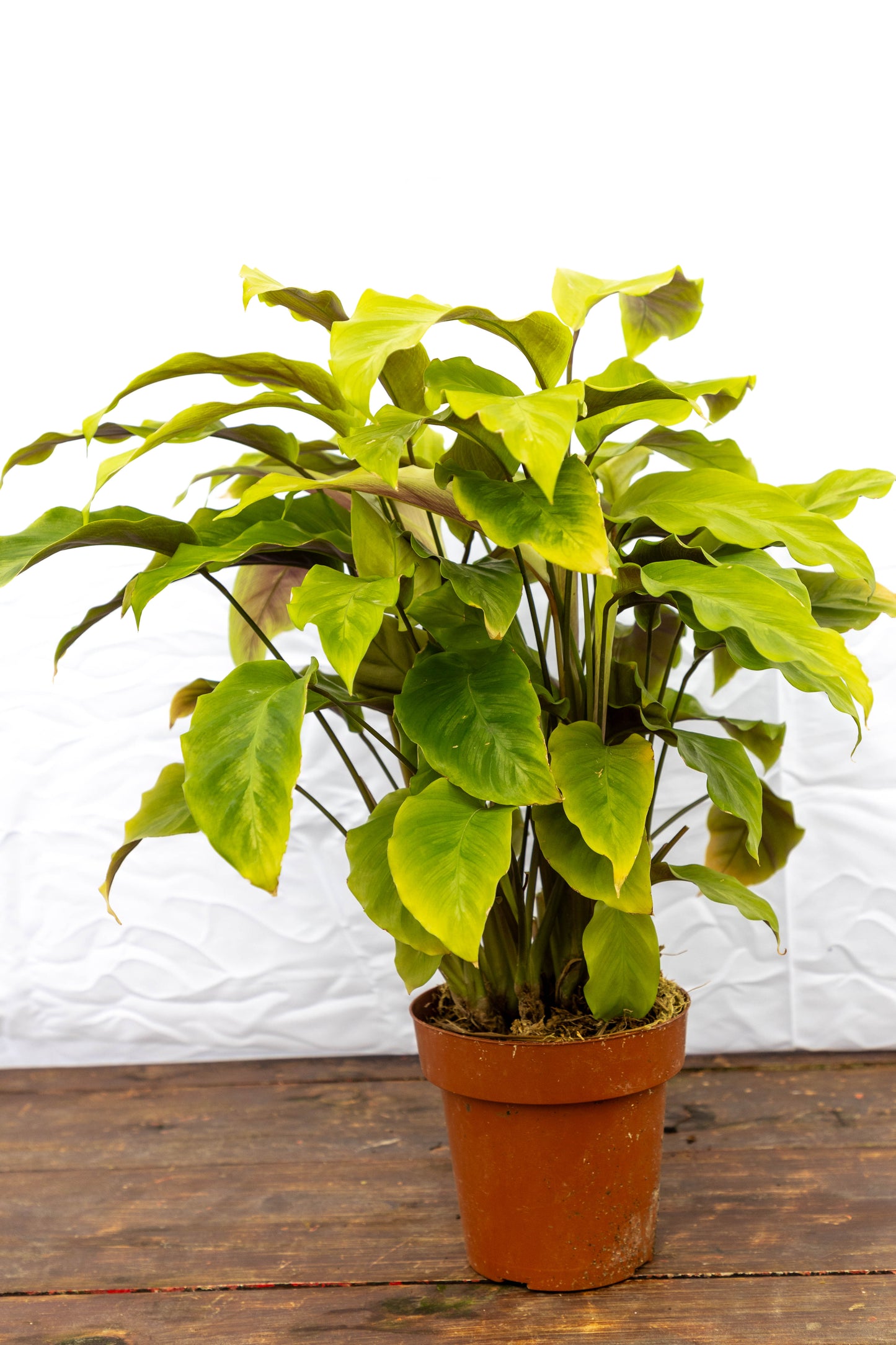 CALATHEA YELLOW - Planta de interior en oferta