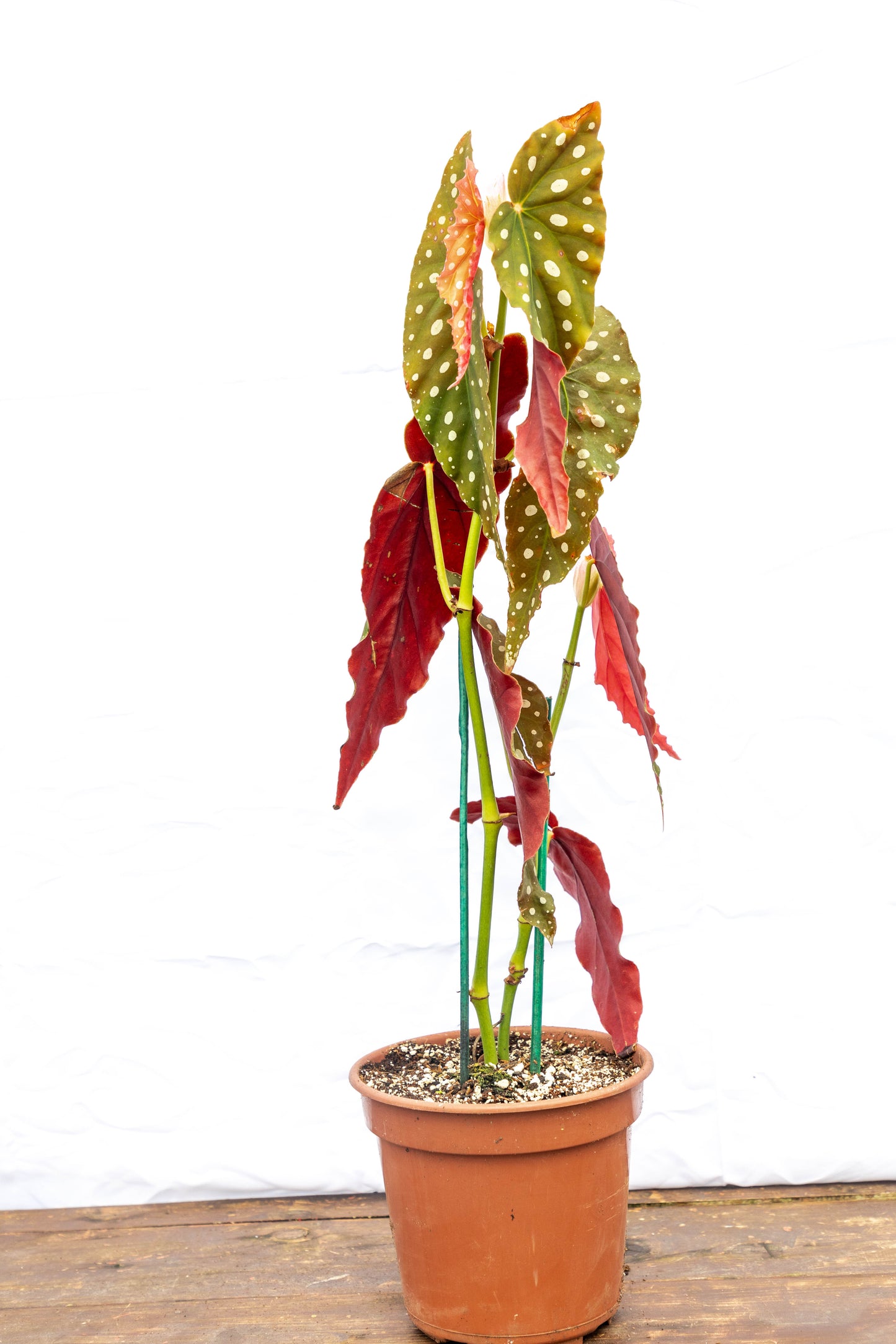 Begonia maculata - Planta exótica en oferta