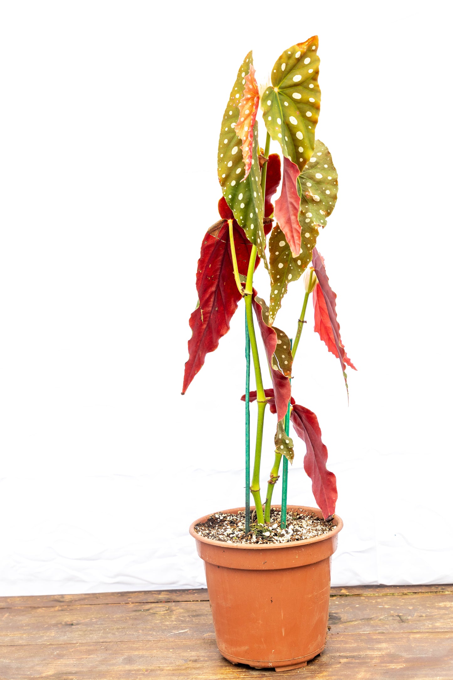 Begonia maculata - Planta exótica en oferta